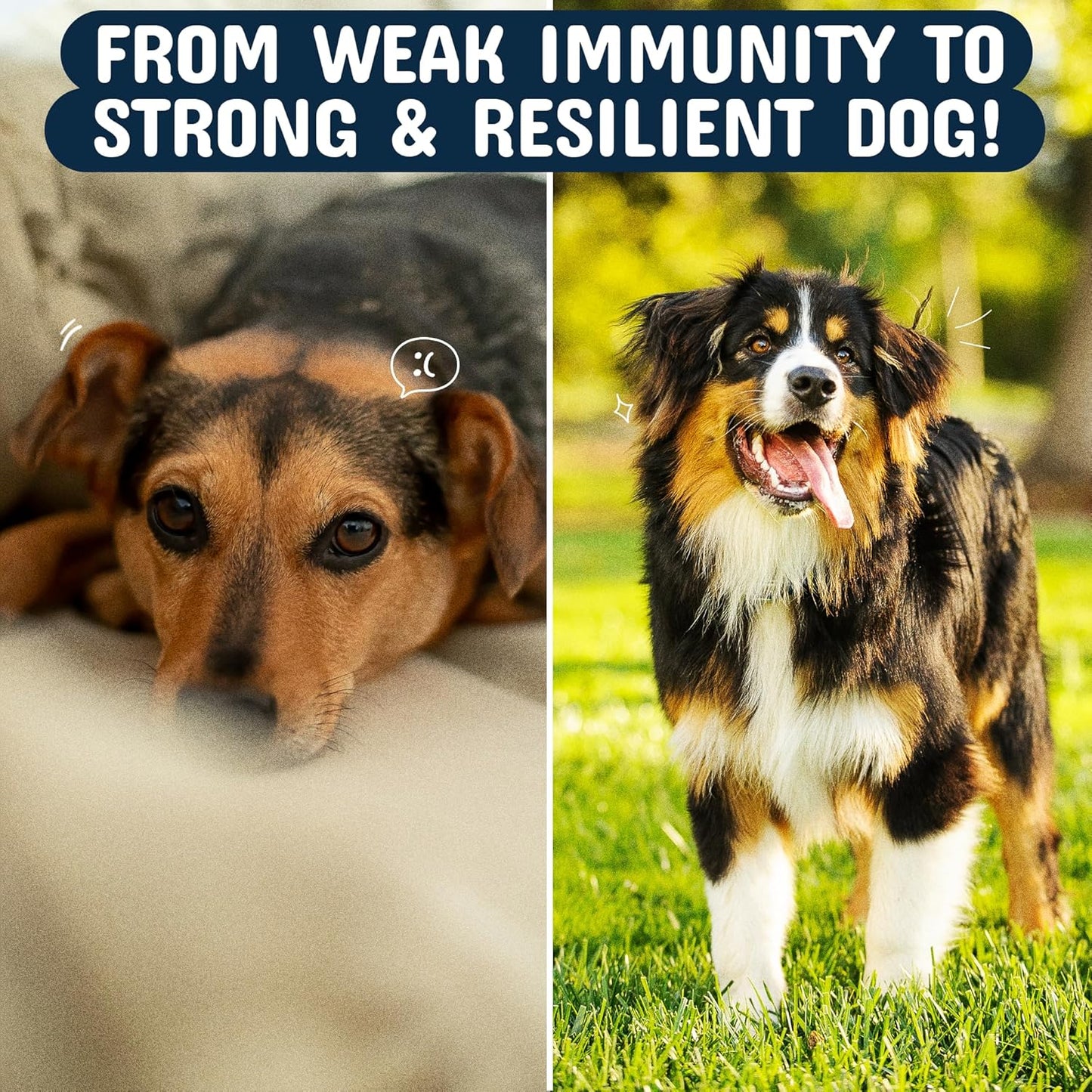 Turkey Tail Mushroom for Dogs with Organic Real Turkey Tail™ - 8:1 Extract Mushroom Chews for Lumps & Bumps, Immunity, Gut, Skin, Joint & Spine Support - Reishi, Lion’S Mane - 120 Soft Chews