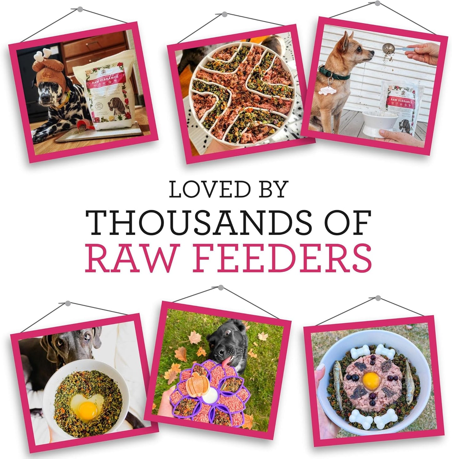 Raw Vibrance Grain Free Dehydrated Foundation for Raw Diet Dog Food (6 Pounds)