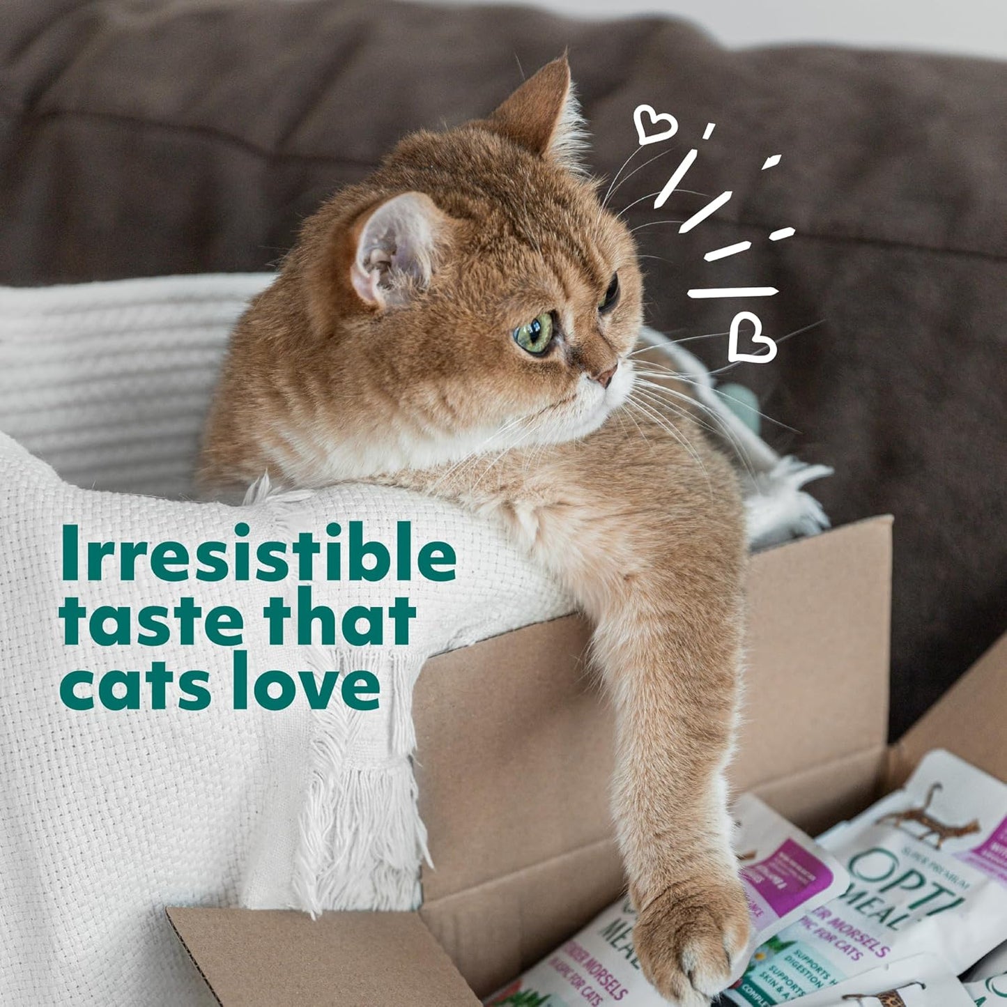 Wet Cat Food Variety Pack - Grain Free Tender Morsels, High Protein Premium Nutrition Made with Natural European Ingredients in Savory Gravy, Adult Cat Food Wet Pouches 3Oz Pouch (Pack of 12)