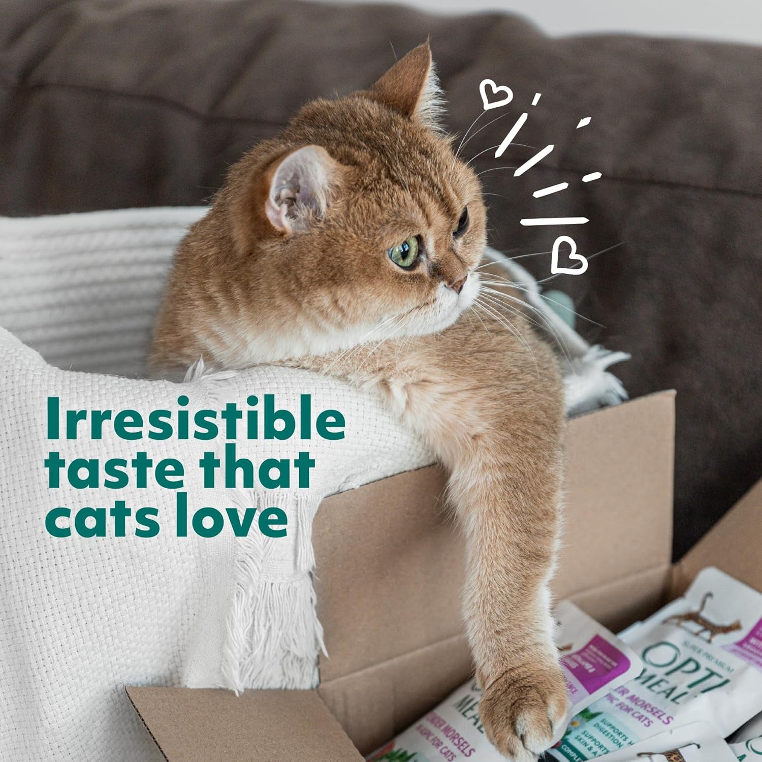 Wet Cat Food Variety Pack - Grain Free Tender Morsels, High Protein Premium Nutrition Made with Natural European Ingredients in Savory Gravy, Adult Cat Food Wet Pouches 3Oz Pouch (Pack of 12)