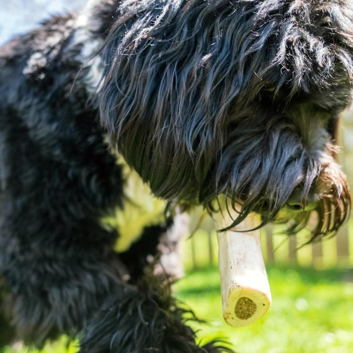 Stuffed Shin Bone - Highly Digestible, High Protein, Long-Lasting Dog Chew Bone for Aggressive Chewers, Supports Dental Health, - Peanut Butter Flavor, Large (1 Count)