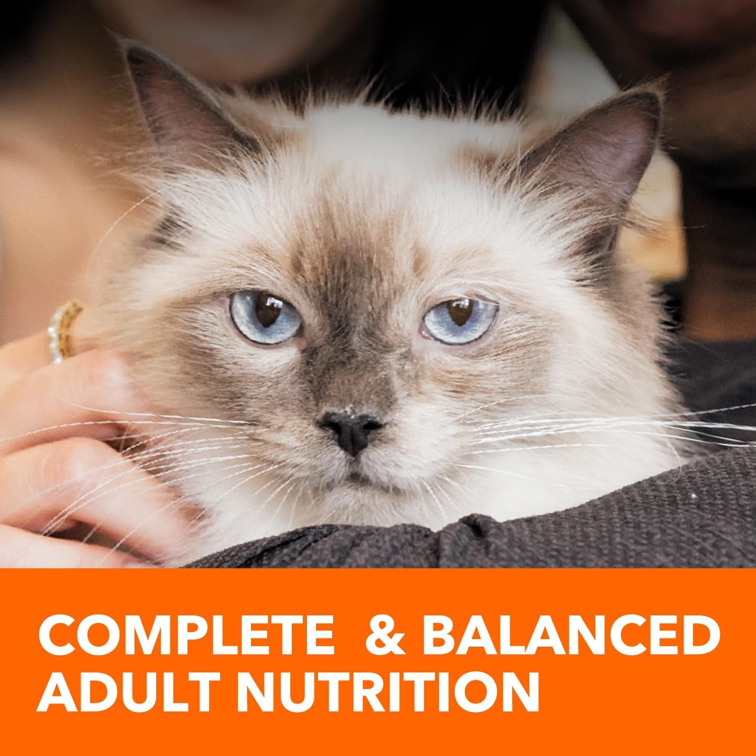 Proactive Health Adult Sensitive Digestion & Skin Dry Cat Food with Turkey, 6 Lb. Bag
