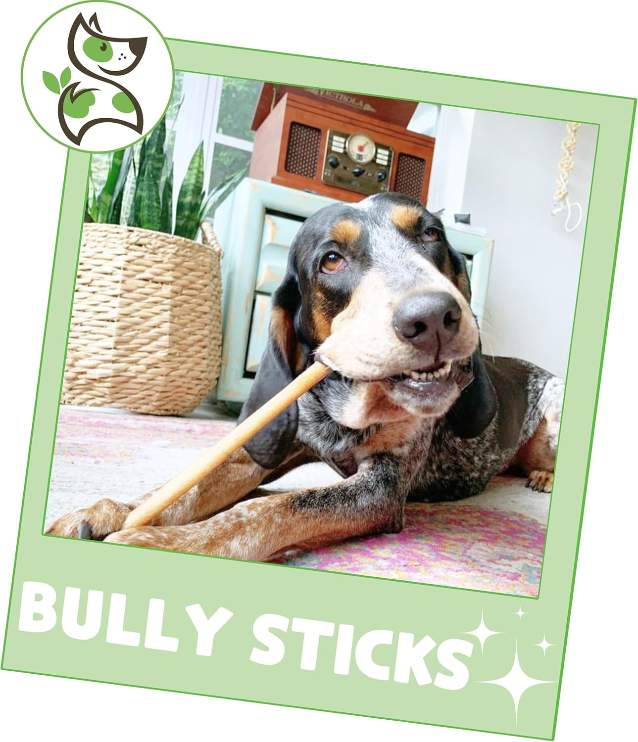 Bully Sticks for Dogs 11-12" (8Oz) - Mixed Thickness - Long Lasting for Aggressive Chewers and Large Dogs - Natural Beef Dog Chew Bones