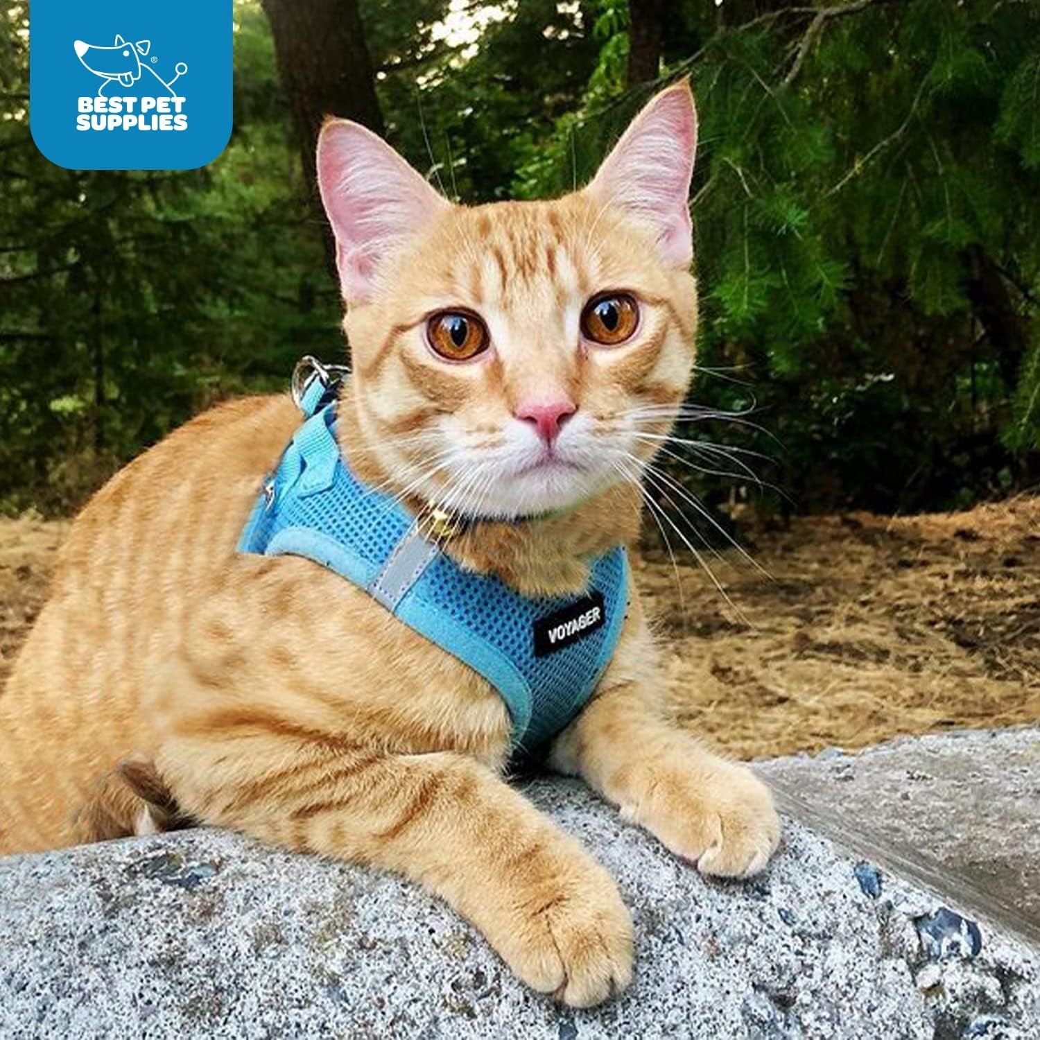 - All Weather Mesh, Reflective, No Pull Harness for Small, Medium Dogs, Cats - Secure with Hook & Loop Fastener, Buckle, Double D-Rings - Baby Blue, S
