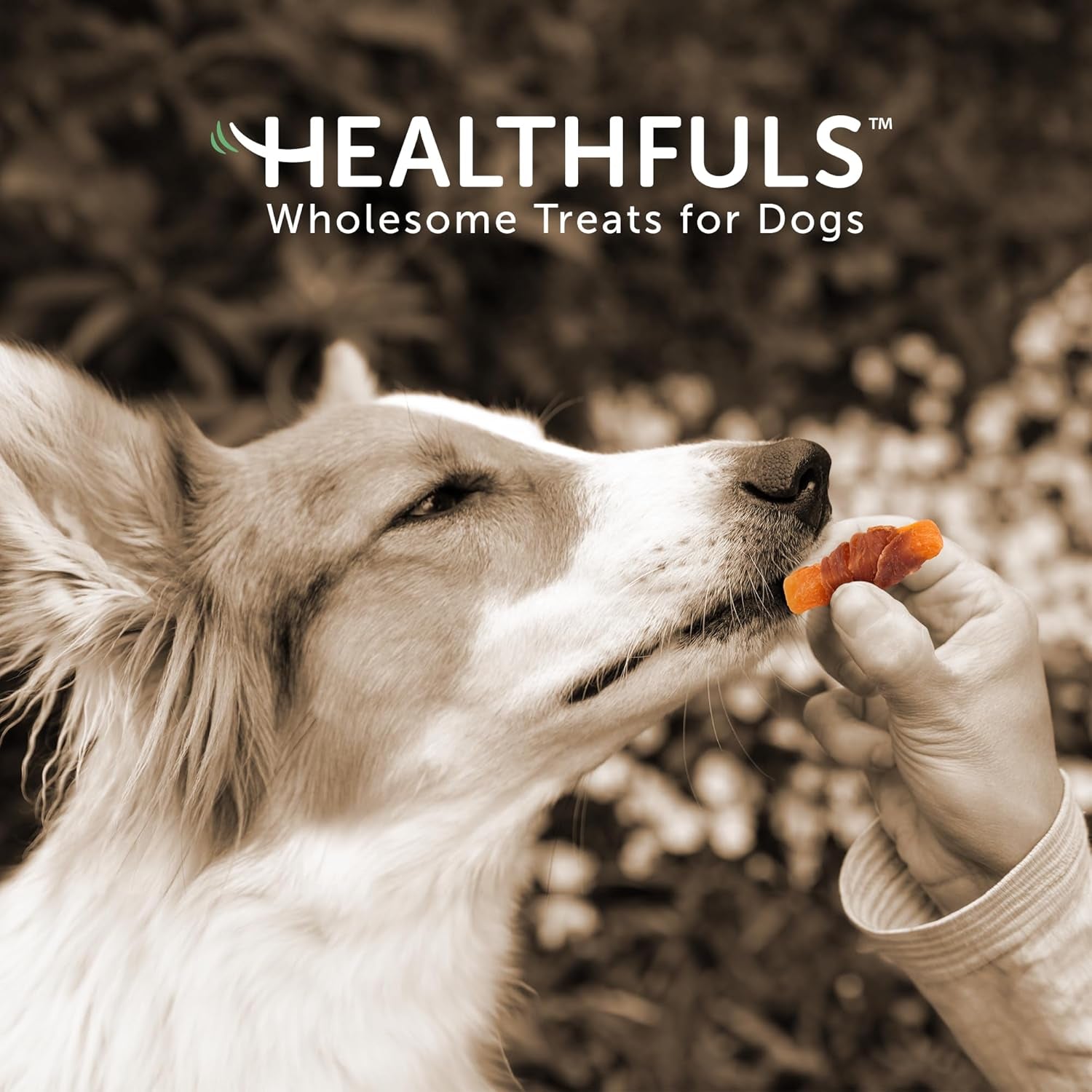 Chicken Wrapped Sweet Potato Dog Treats, 16Oz