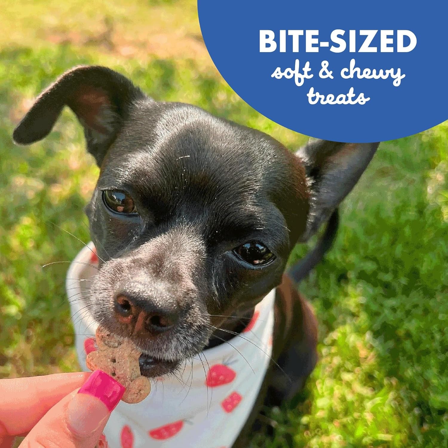 Buddy Biscuit Softies 6 Oz Pouch, Soft & Chewy, Natural Bacon and Cheese Flavor Dog Treats, Oven Baked in the USA