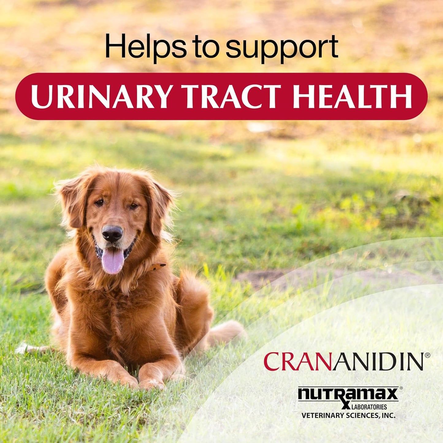Crananidin Cranberry Extract Urinary Tract Health Supplement for Dogs, 75 Chewable Tablets