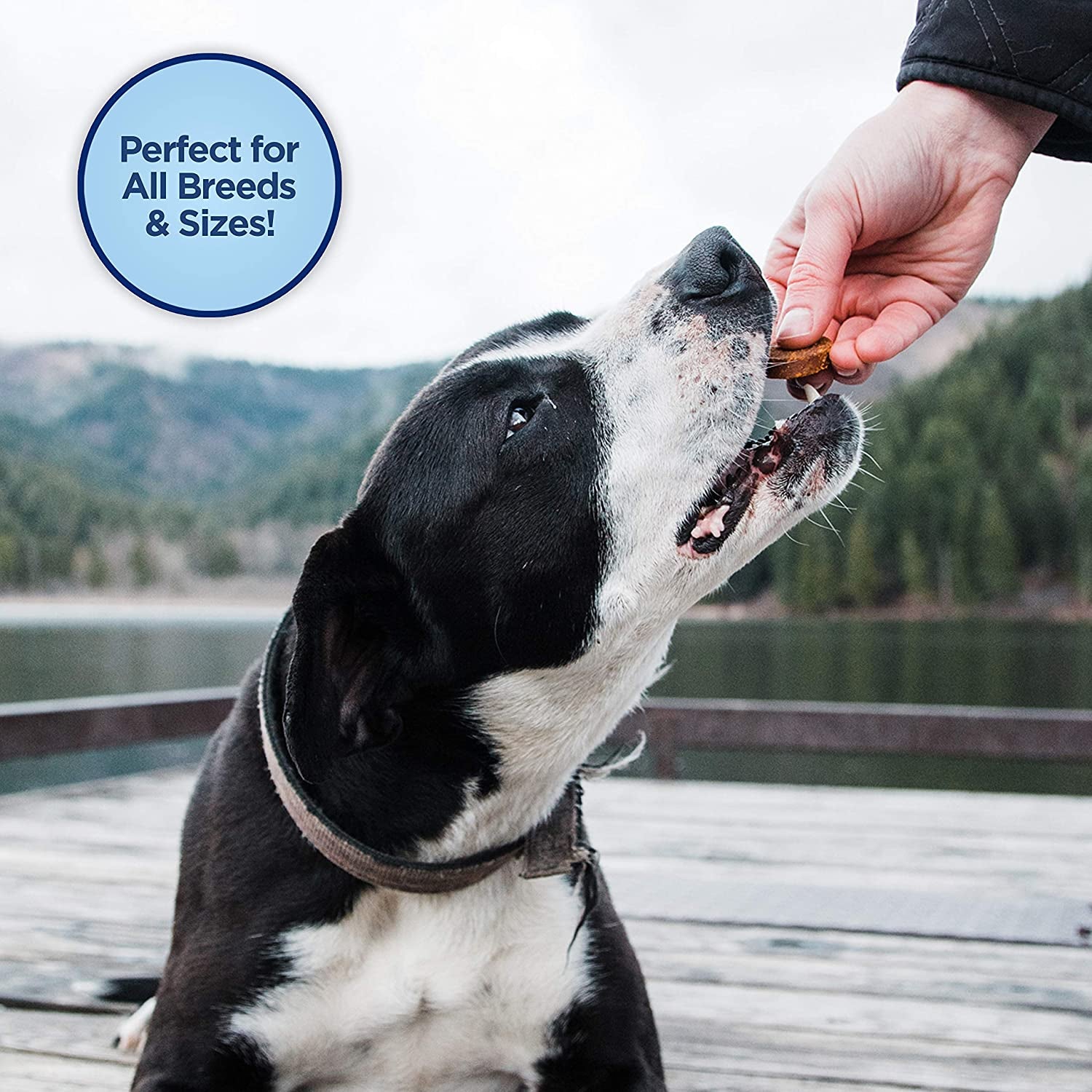Limited Ingredient Mini-Rewards Chicken Grain-Free, Training Treats for Dogs | 5.3-Oz. Canister