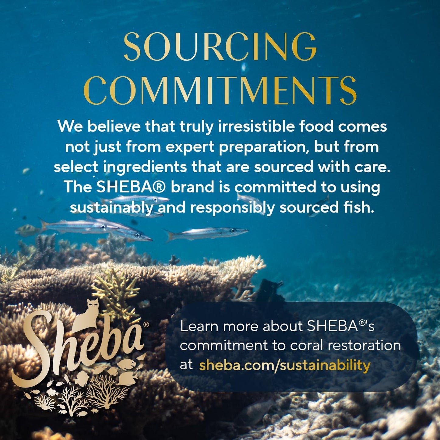 Gravy Indulgence Adult Wet Cat Food Salmon Entree and Whitefish Entree in Extra Gravy Variety Pack, 2.6 Oz. Twin-Pack Trays, (12 Count, 24 Servings) (Pack of 2)