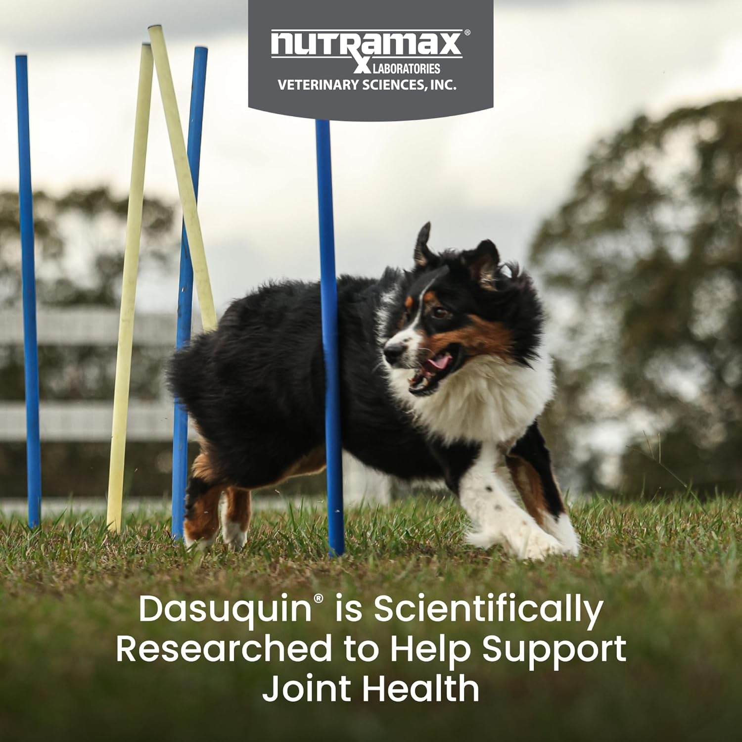 Nutramax Dasuquin for Large Dogs, Joint Health Supplement, Contains Glucosamine for Dogs, plus Chondroitin, ASU, MSM and More, Supports Healthy Joints, Chewable Tablets, 84 Count