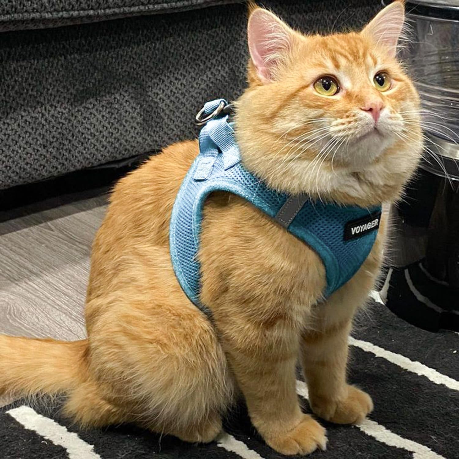 - All Weather Mesh, Reflective, No Pull Harness for Small, Medium Dogs, Cats - Secure with Hook & Loop Fastener, Buckle, Double D-Rings - Baby Blue, M