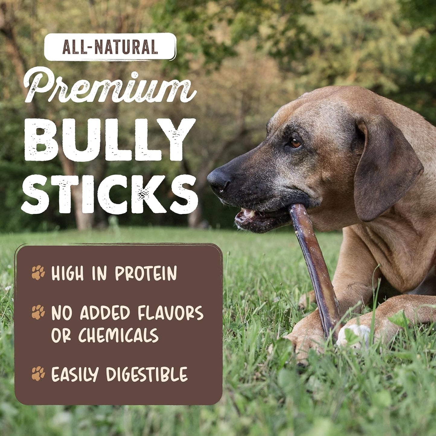 Long Lasting 12" Bully Sticks for Dogs - All Natural Grass Fed Beef Chews. Lower Odor Dog Bully Sticks for Large Dogs, Medium and Small Breeds. Single Ingredient Treats