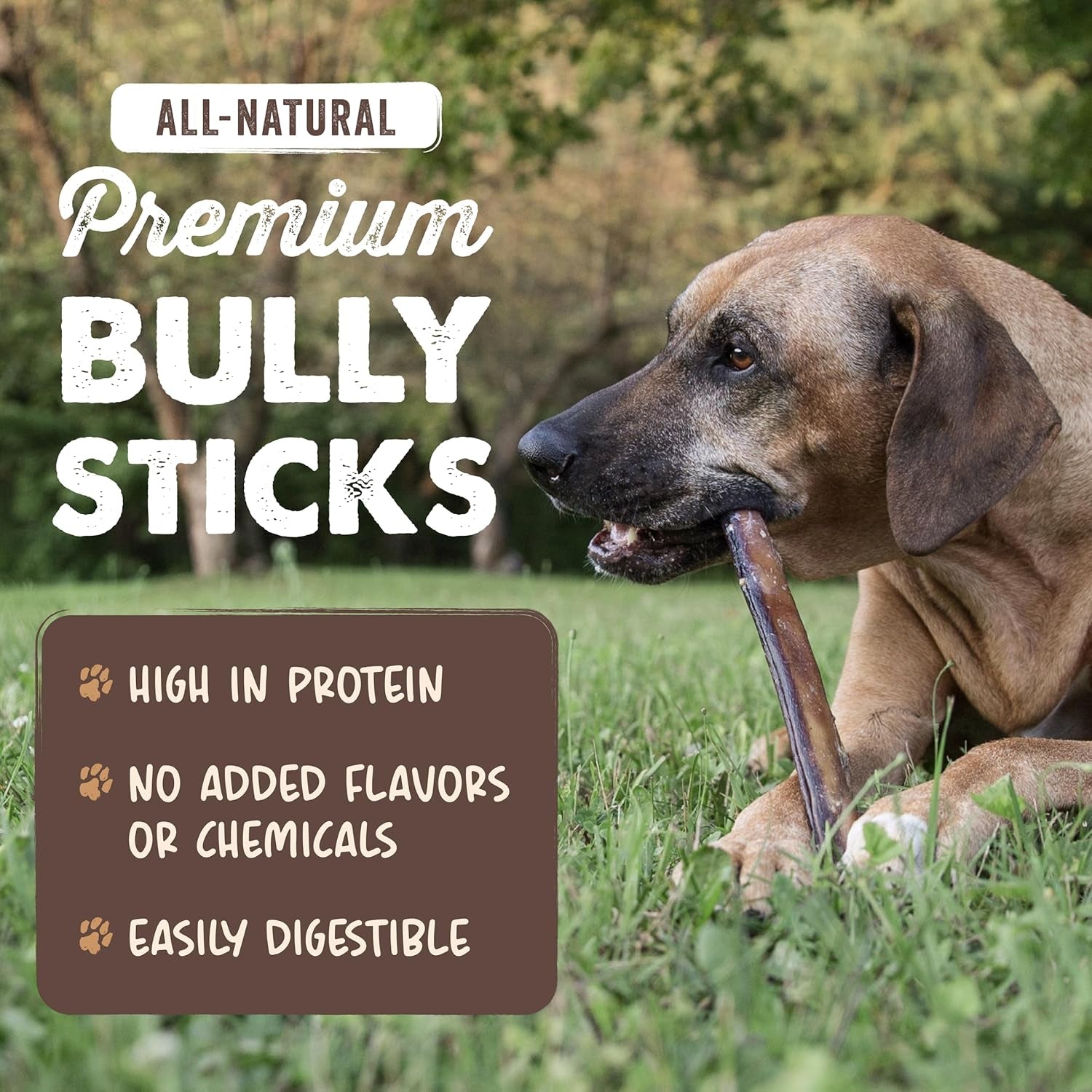 Long Lasting 12" Bully Sticks for Dogs - All Natural Grass Fed Beef Chews. Lower Odor Dog Bully Sticks for Large Dogs, Medium and Small Breeds. Single Ingredient Treats