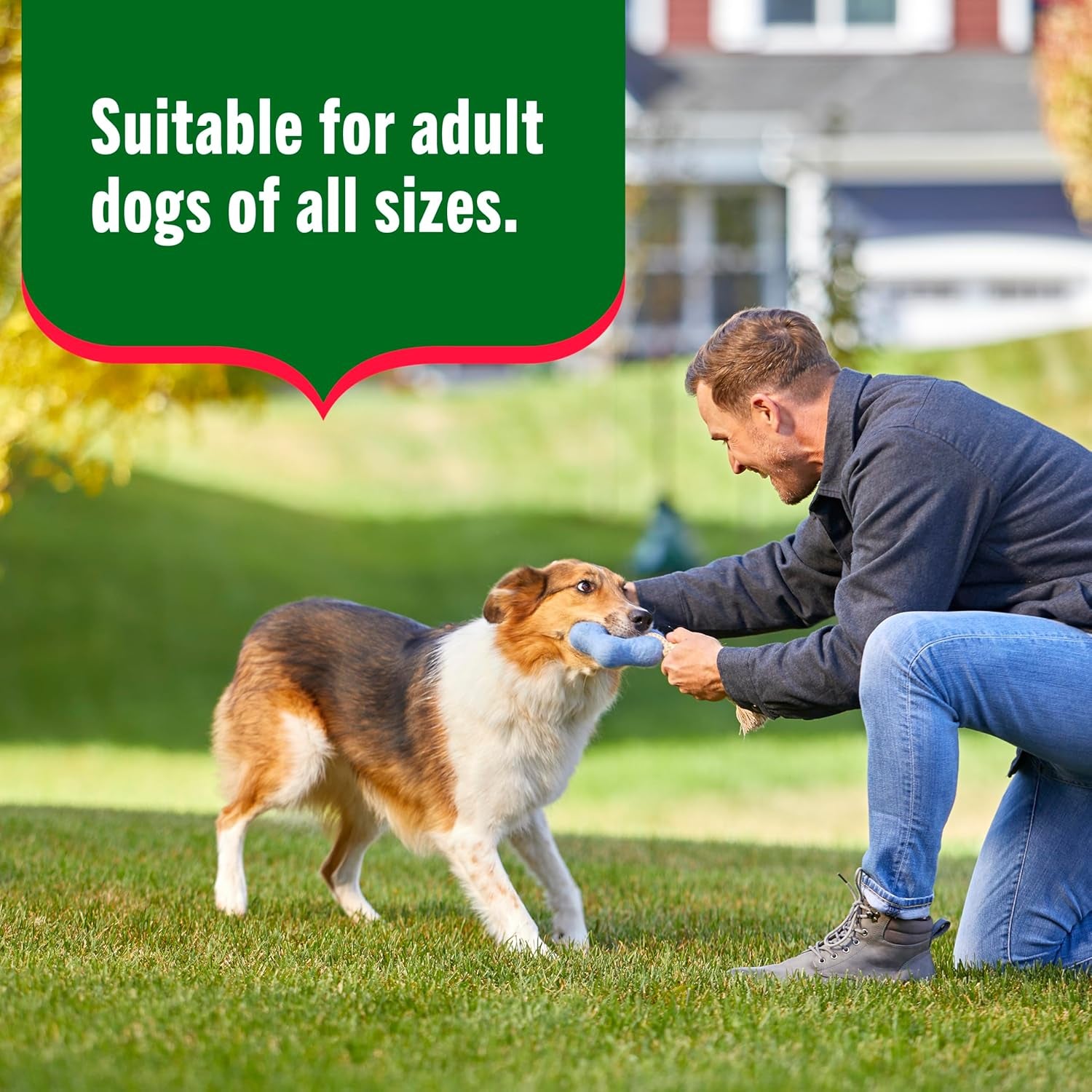 Whole Health Blend Chunks in Gravy Variety Pack Wet Dog Food, 13 Oz. Can, 12 Count (Rachael Ray)