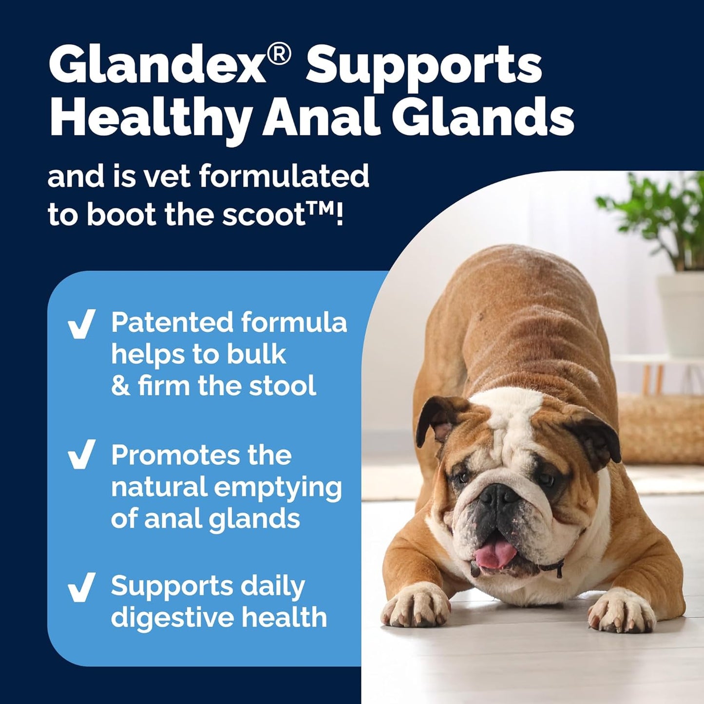 Labs Glandex Anal Gland Soft Chew Treats with Pumpkin for Dogs Digestive Enzymes, Probiotics Fiber Supplement for Dogs Boot the Scoot (Bacon Flavor Chews, 60 Count)