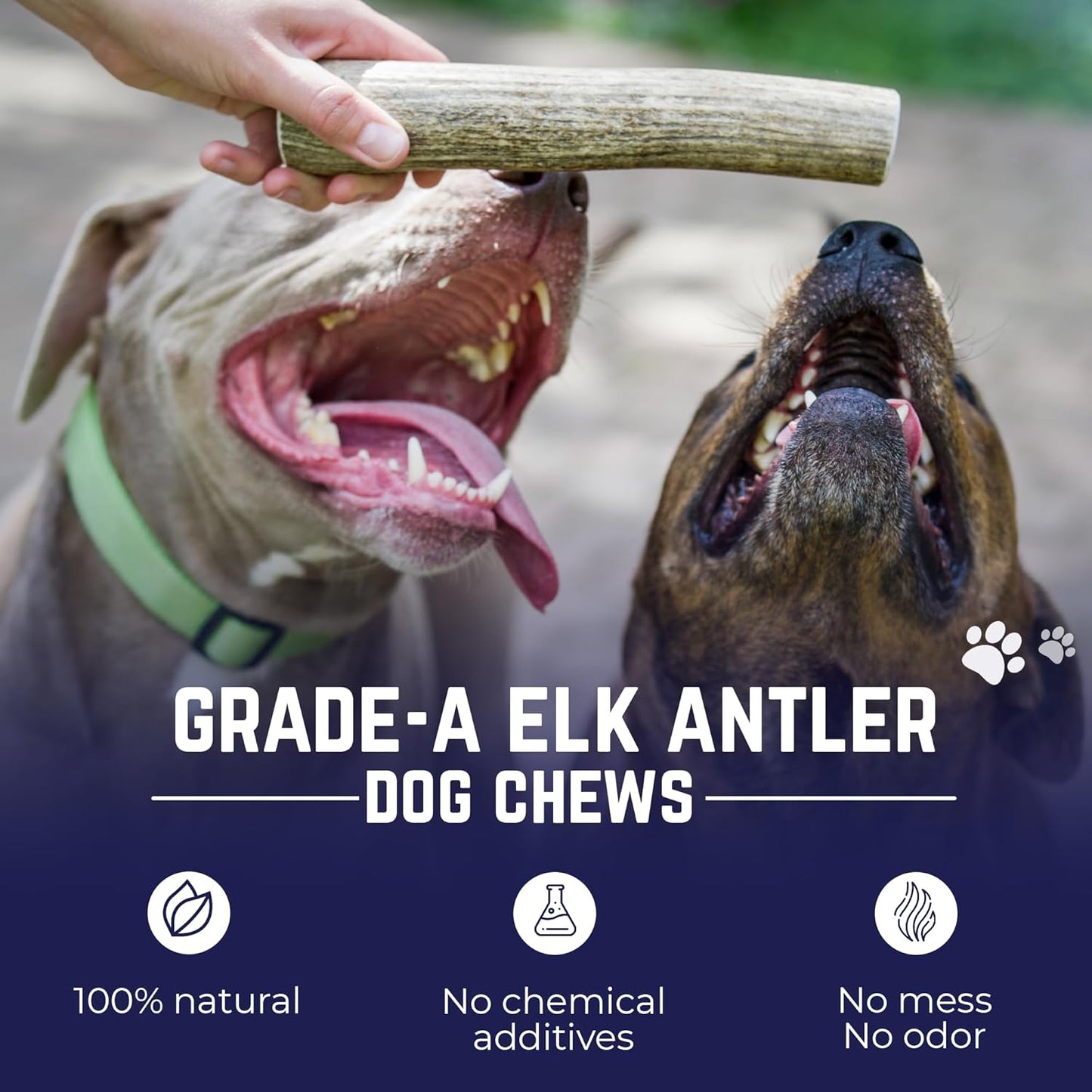 . Elk Antlers for Dogs, Medium 5"+, 1 Pack, Grade a Long Lasting Chew for Aggressive Chewers, Premium USA Naturally Shed Antler – Healthy, No Odor, Durable Dog Chew