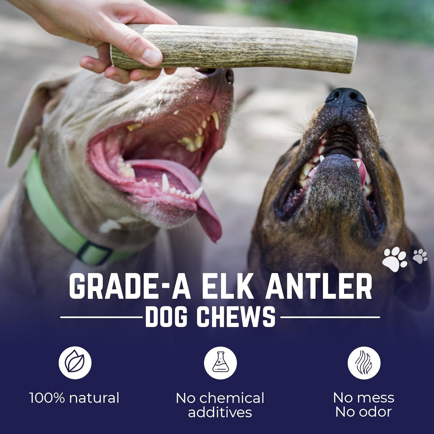 . Elk Antlers for Dogs, Medium 5"+, 1 Pack, Grade a Long Lasting Chew for Aggressive Chewers, Premium USA Naturally Shed Antler – Healthy, No Odor, Durable Dog Chew