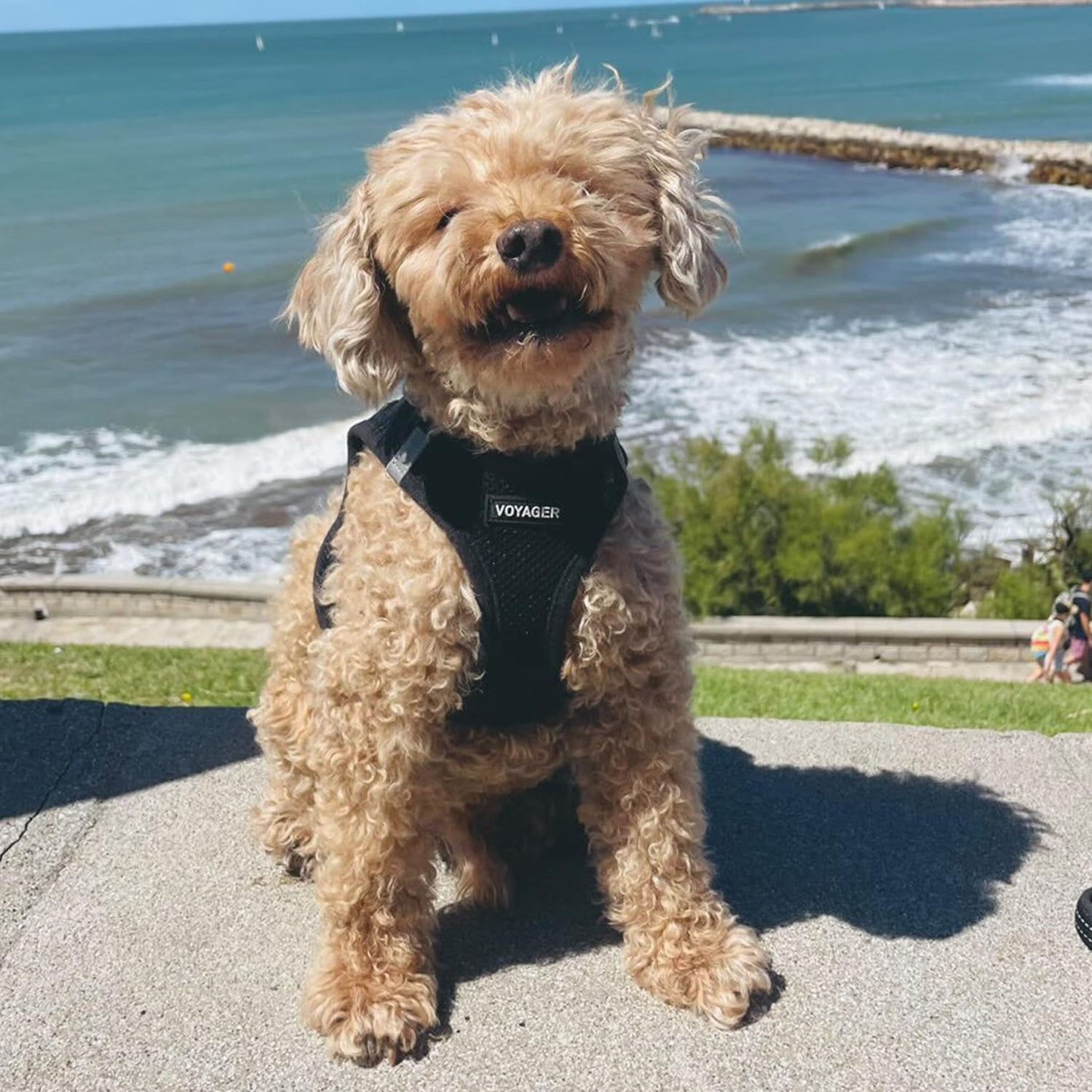 Voyager Step-In Air Dog Harness - All Weather Mesh, Reflective, No Pull Harness for Small, Medium Dogs, Cats - Secure with Hook & Loop Fastener, Buckle, Double D-Rings - Black, M