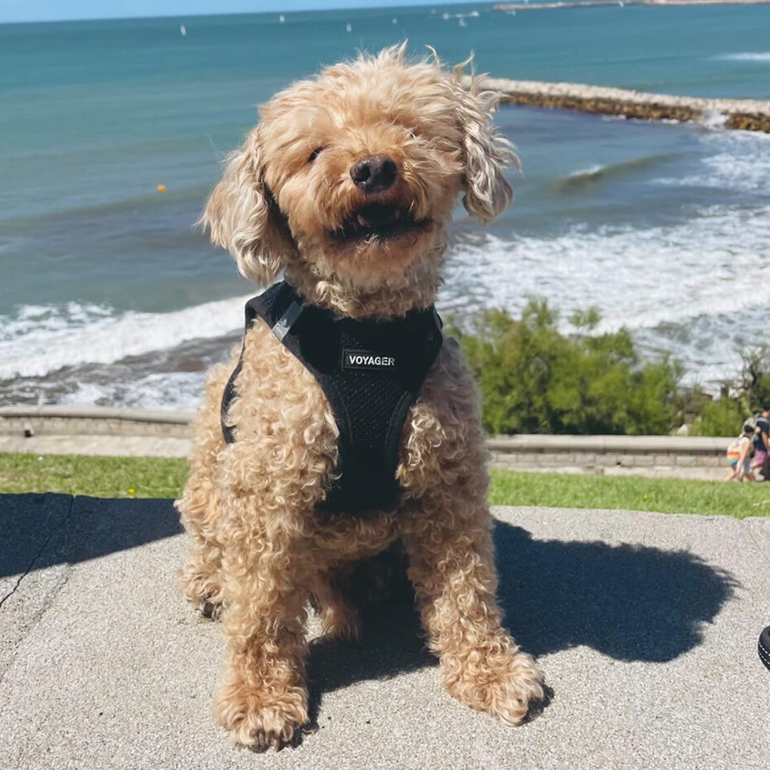 Voyager Step-In Air Dog Harness - All Weather Mesh, Reflective, No Pull Harness for Small, Medium Dogs, Cats - Secure with Hook & Loop Fastener, Buckle, Double D-Rings - Black, M