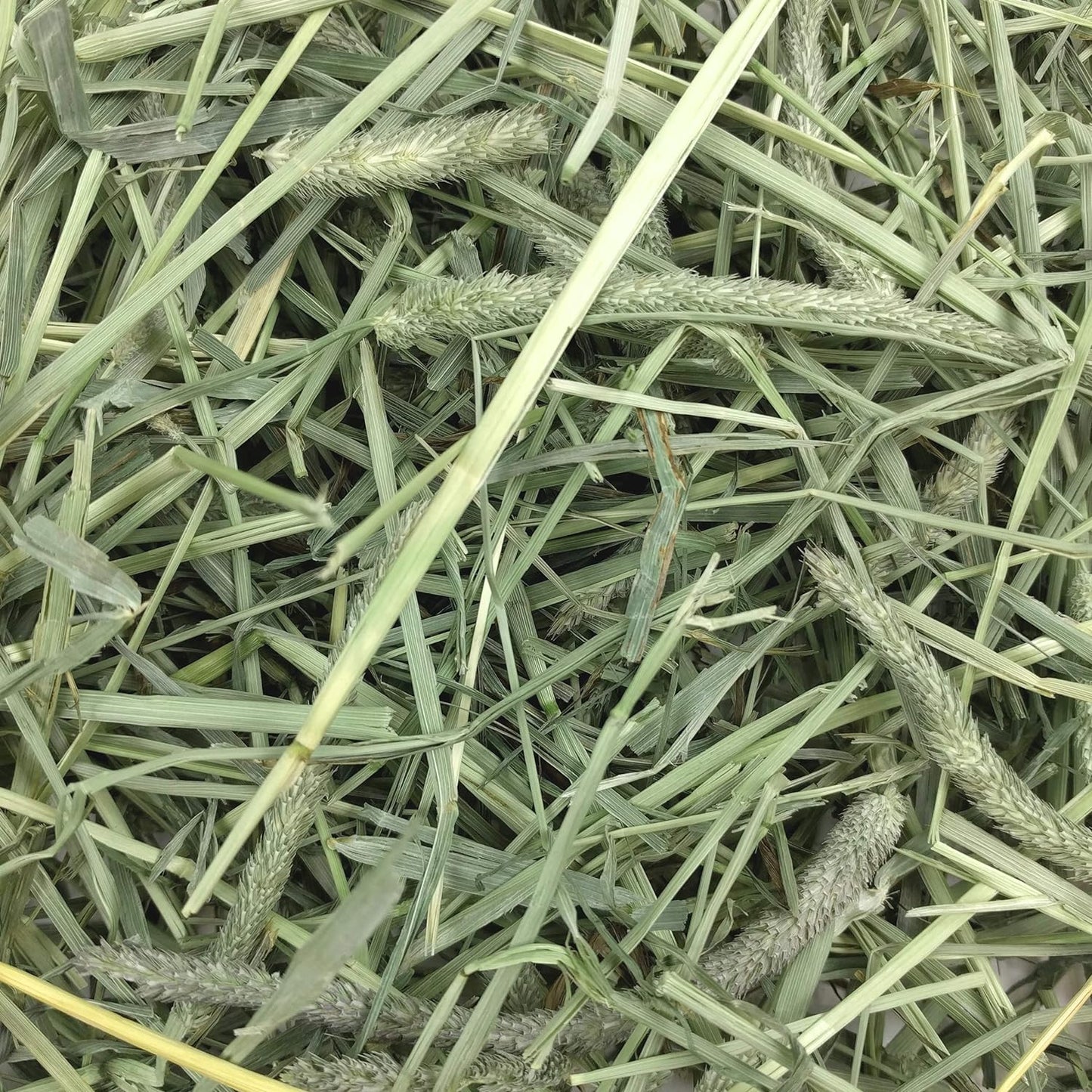 Western Timothy Hay for Small Pets – All-Natural Grass Hay for Rabbits, Guinea Pigs, and Chinchillas – High Fiber for Digestive Health and Dental Support – 40 Oz Bag