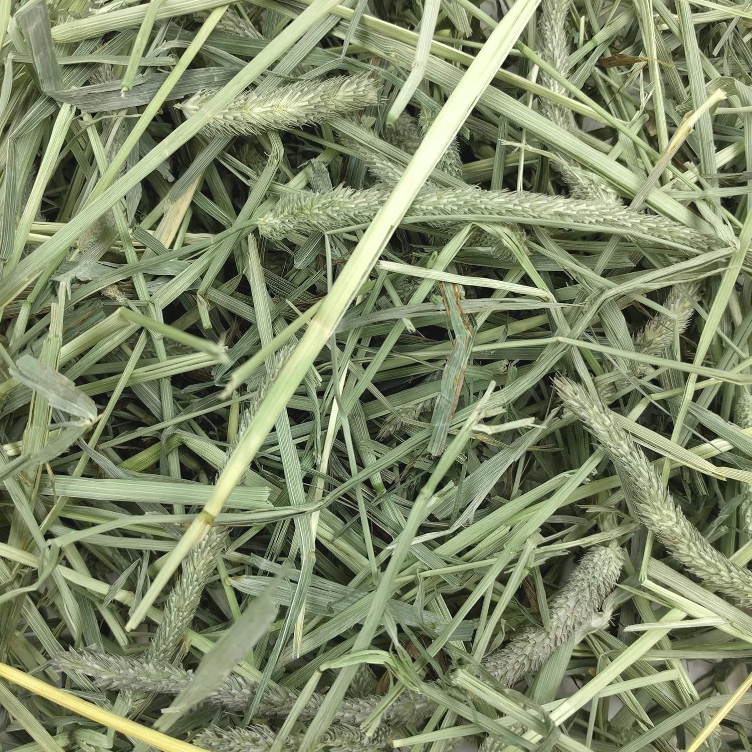 Western Timothy Hay for Small Pets – All-Natural Grass Hay for Rabbits, Guinea Pigs, and Chinchillas – High Fiber for Digestive Health and Dental Support – 40 Oz Bag
