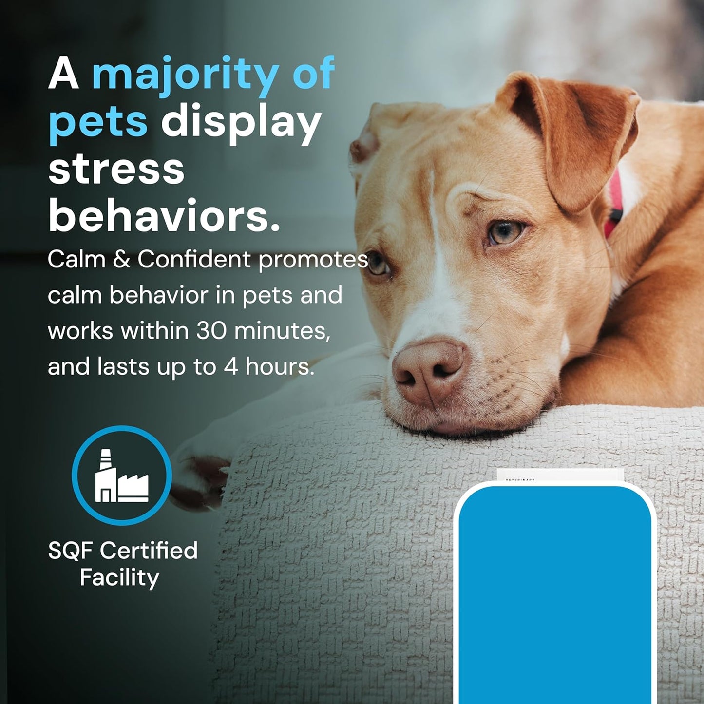 Veterinary Strength Calm & Confident Chews - Stress Supplement for Pets - Supports Brain Function for Cats & Dogs - with L-Theanine, Thiamine & More - 60 Count