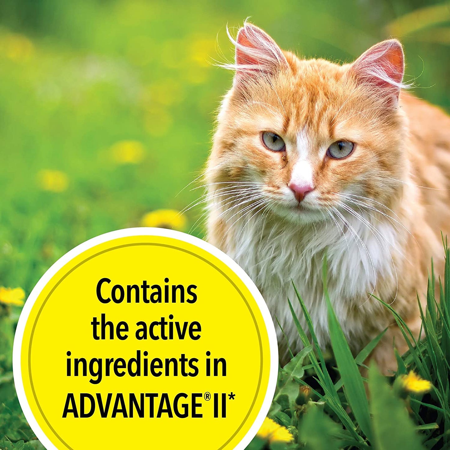 Actispot II Flea Treatment for Large Cats 9+ Lbs | 6 Doses | Powerful Prevention and Control