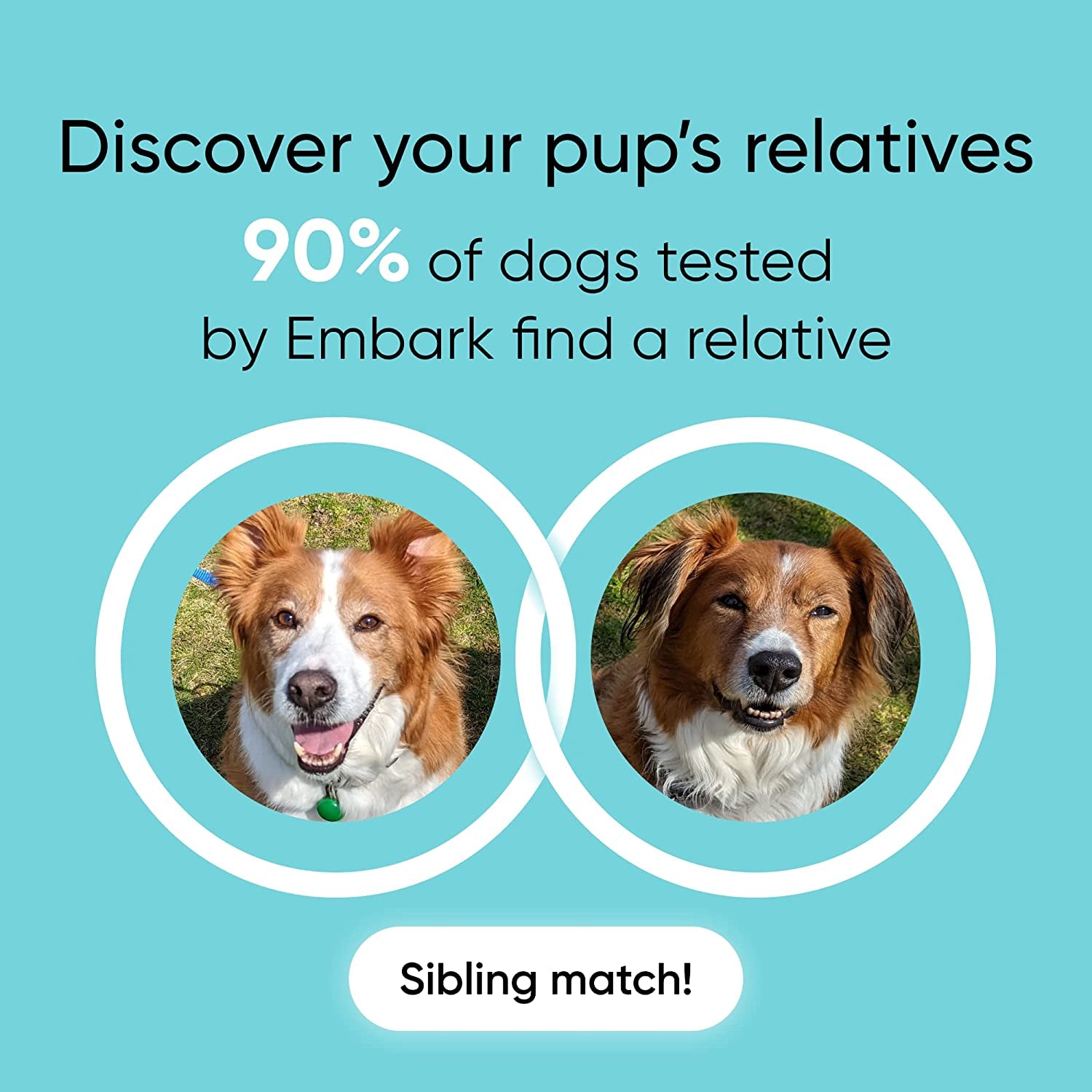 Breed Identification Kit - Most Accurate Dog DNA Testing Kit - 99% Breed Ancestry Accuracy for Mixed Breed Dogs - plus Relative Finder & Family Tree