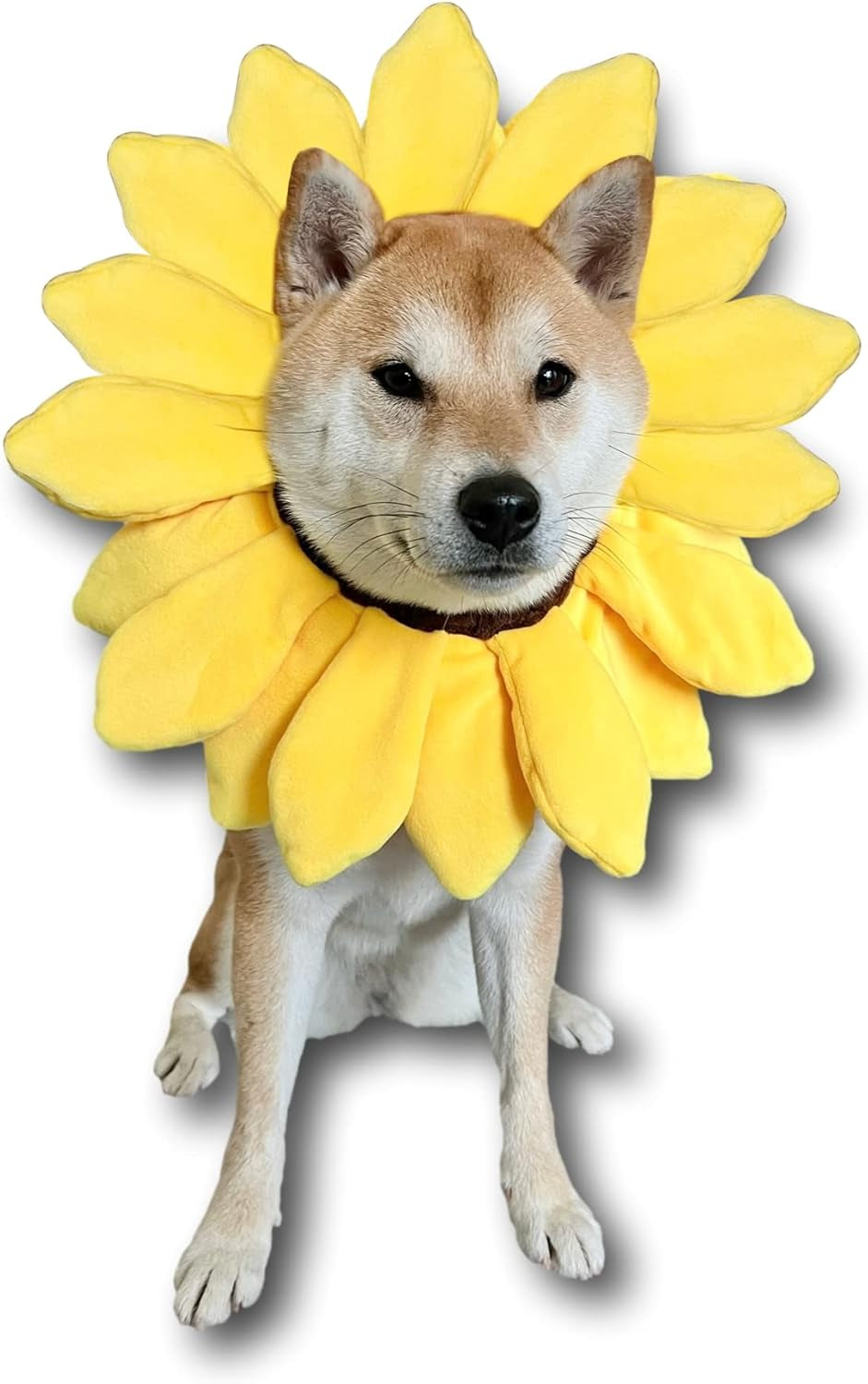 Sunflower Dog Costume for Small Medium Large Dog Puppy Puppies Cat Kitten – Cute Head Flower Headband Outfits – Collar Cone Costume Hat Sombrero Outfit Pet Cosplay Halloween (Medium)
