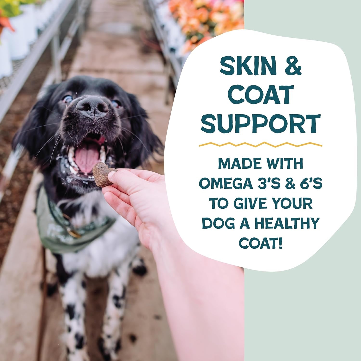 Soft-Baked Dog Treats, Bananas for Bacon - Natural & Healthy Dog Chews for Skin & Coat Support with Omega 3 & 6 - Biscuits Baked & Made in USA, Free from Grain, Corn & Soy - 1-Pack