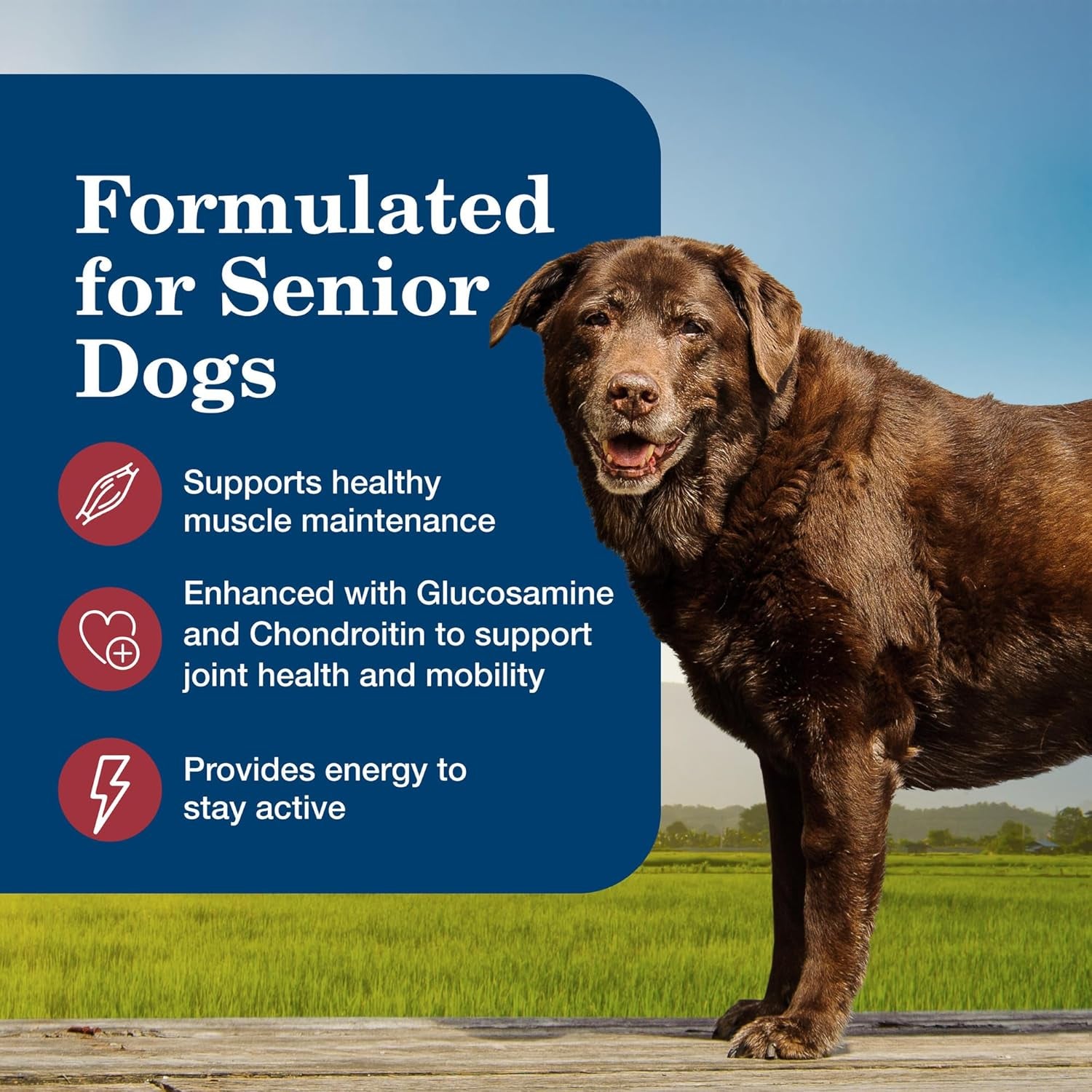 Homestyle Recipe Senior Wet Dog Food, Made with Natural Ingredients, Beef Dinner with Garden Vegetables, 12 Pack