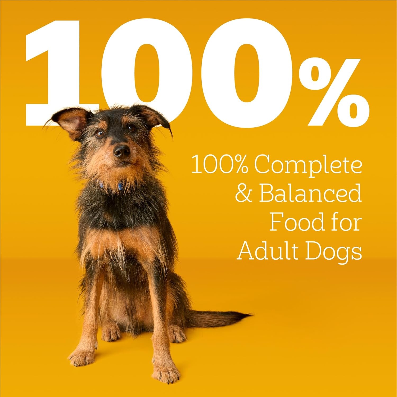 Complete Nutrition Adult Dry Dog Food, Roasted Chicken & Vegetable Flavor, 18 Lb. Bag