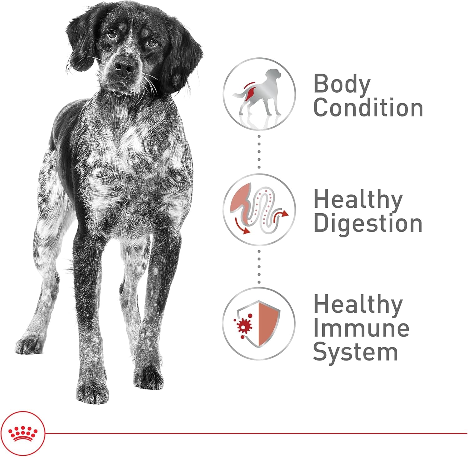 Size Health Nutrition Medium Adult Dry Dog Food, 17 Lb Bag