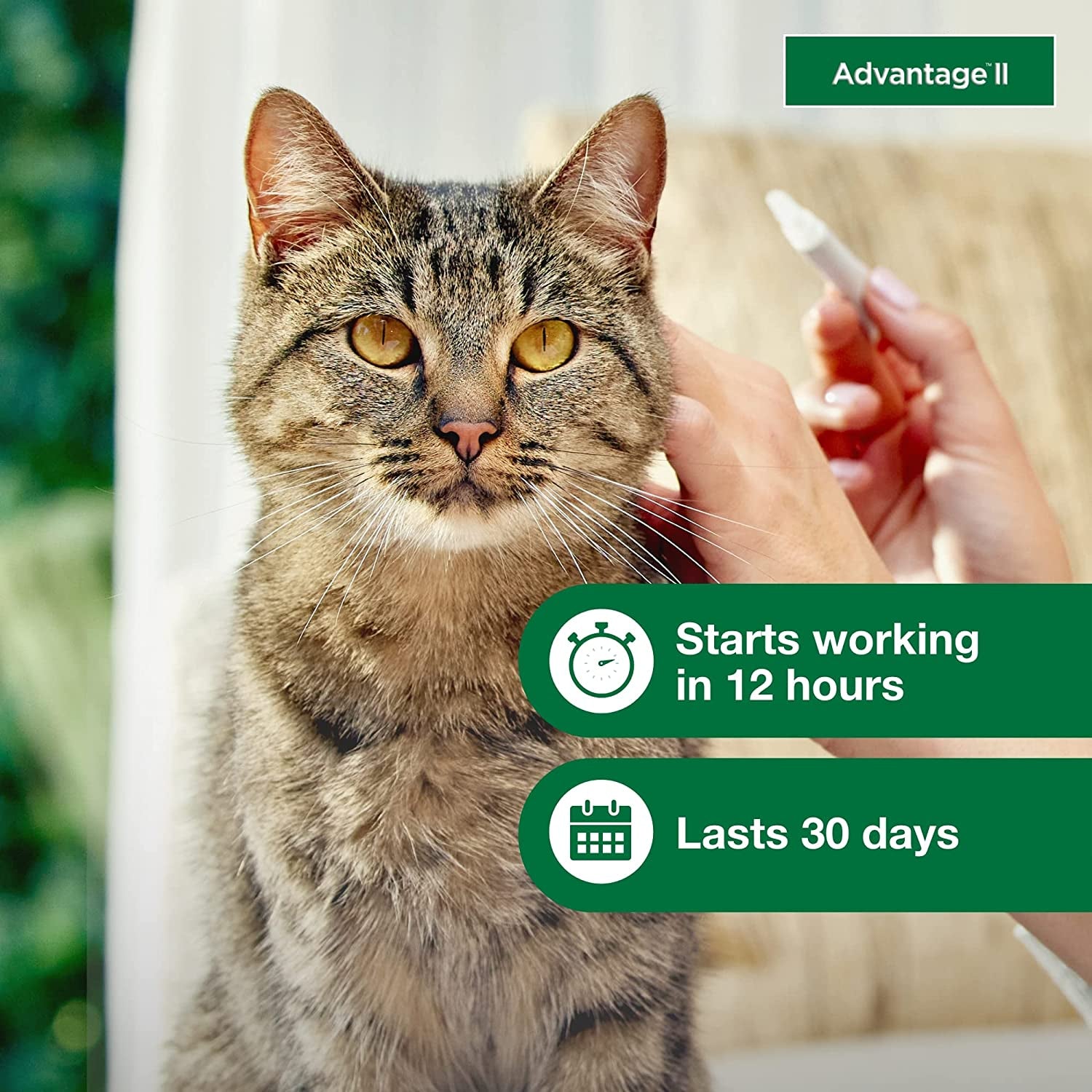 II Large Cat Vet-Recommended Flea Treatment & Prevention | Cats over 9 Lbs. | 1-Month Supply