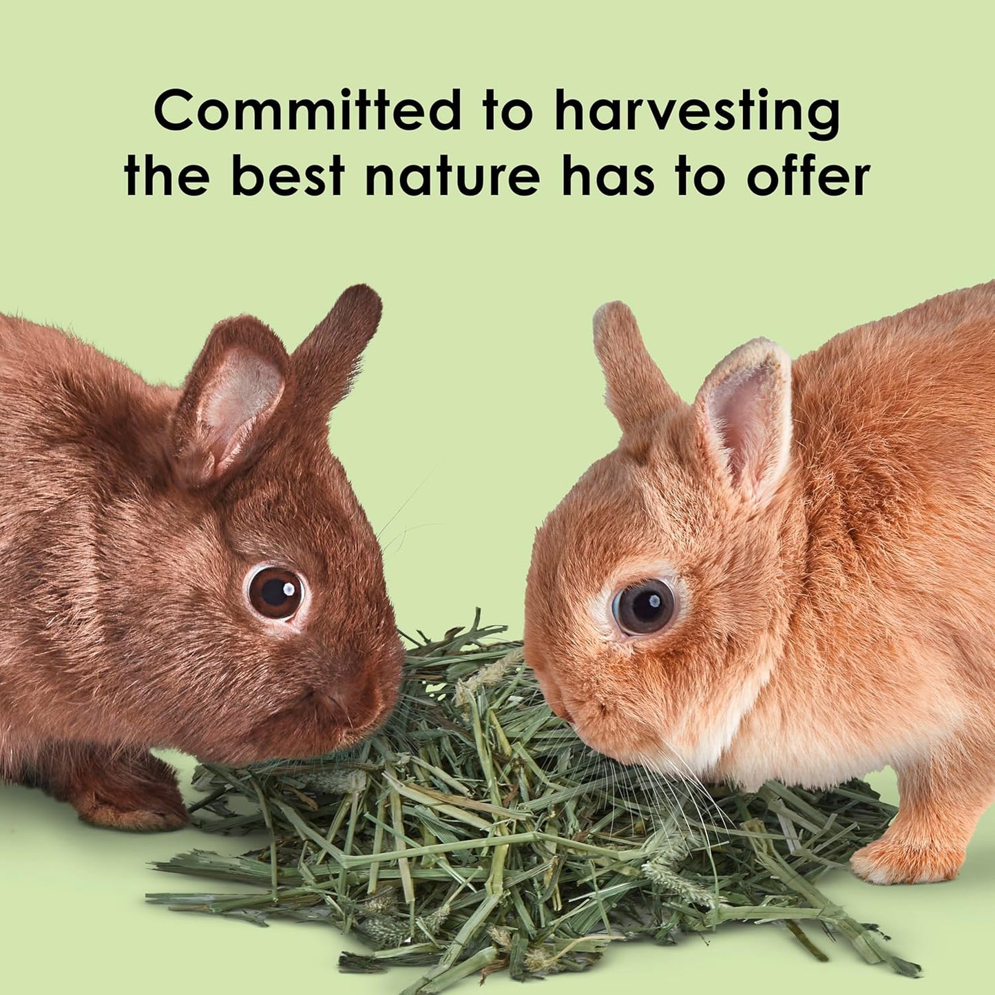 All Natural Timothy Hay for Guinea Pigs, Rabbits & Other Small Animals, 12 Pound