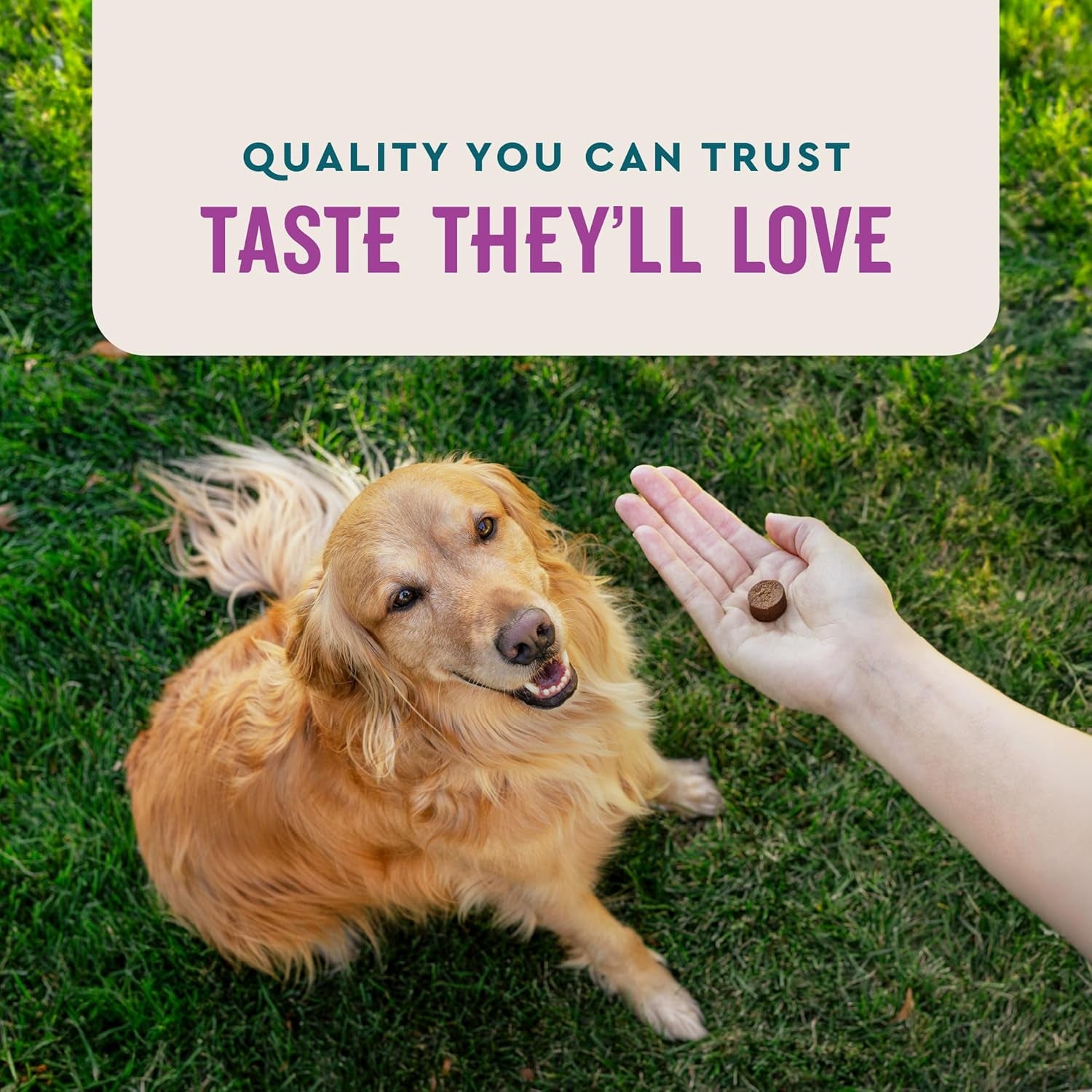 Calming Support Supplement for Dogs, Calming Chews Help Manage Stress and Promote Relaxation, Anxiety Relief for Dogs, Made in the USA, 60 Count