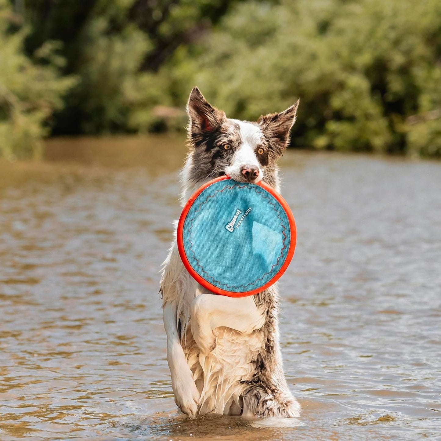 Paraflight Flying Disc Dog Toy - Water Floating Flyer - Durable Nylon Construction with Soft Rubber Edges - for Medium and Large Dogs - Size Large - 9.75" L X 9.75" W - Pack of 1