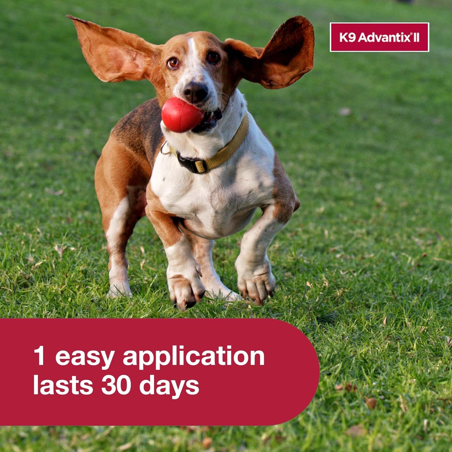 II Small Dog Vet-Recommended Flea, Tick & Mosquito Treatment & Prevention | Dogs 4-10 Lbs. | 2-Mo Supply