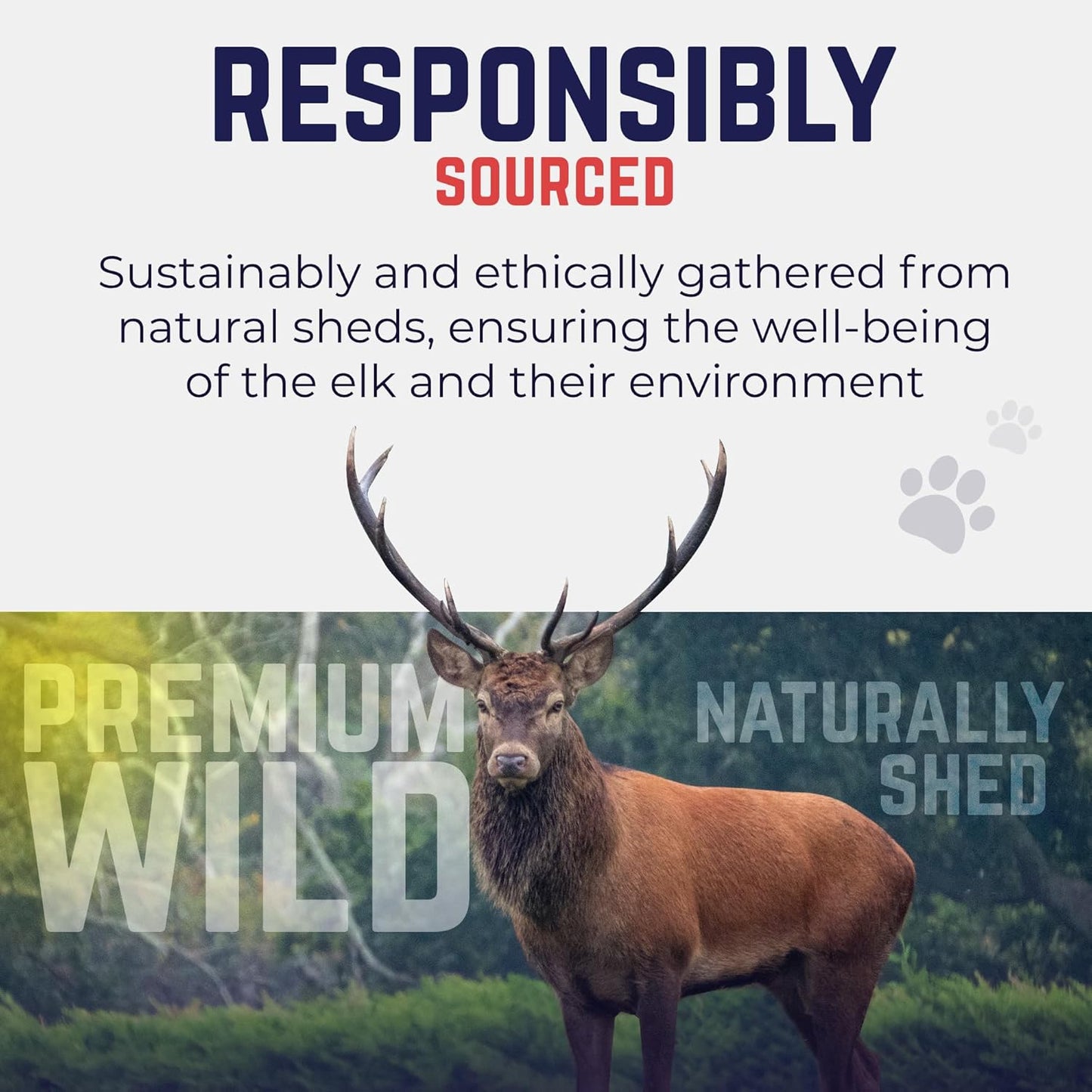 . Elk Antlers for Dogs, Medium 5"+, 1 Pack, Grade a Long Lasting Chew for Aggressive Chewers, Premium USA Naturally Shed Antler – Healthy, No Odor, Durable Dog Chew