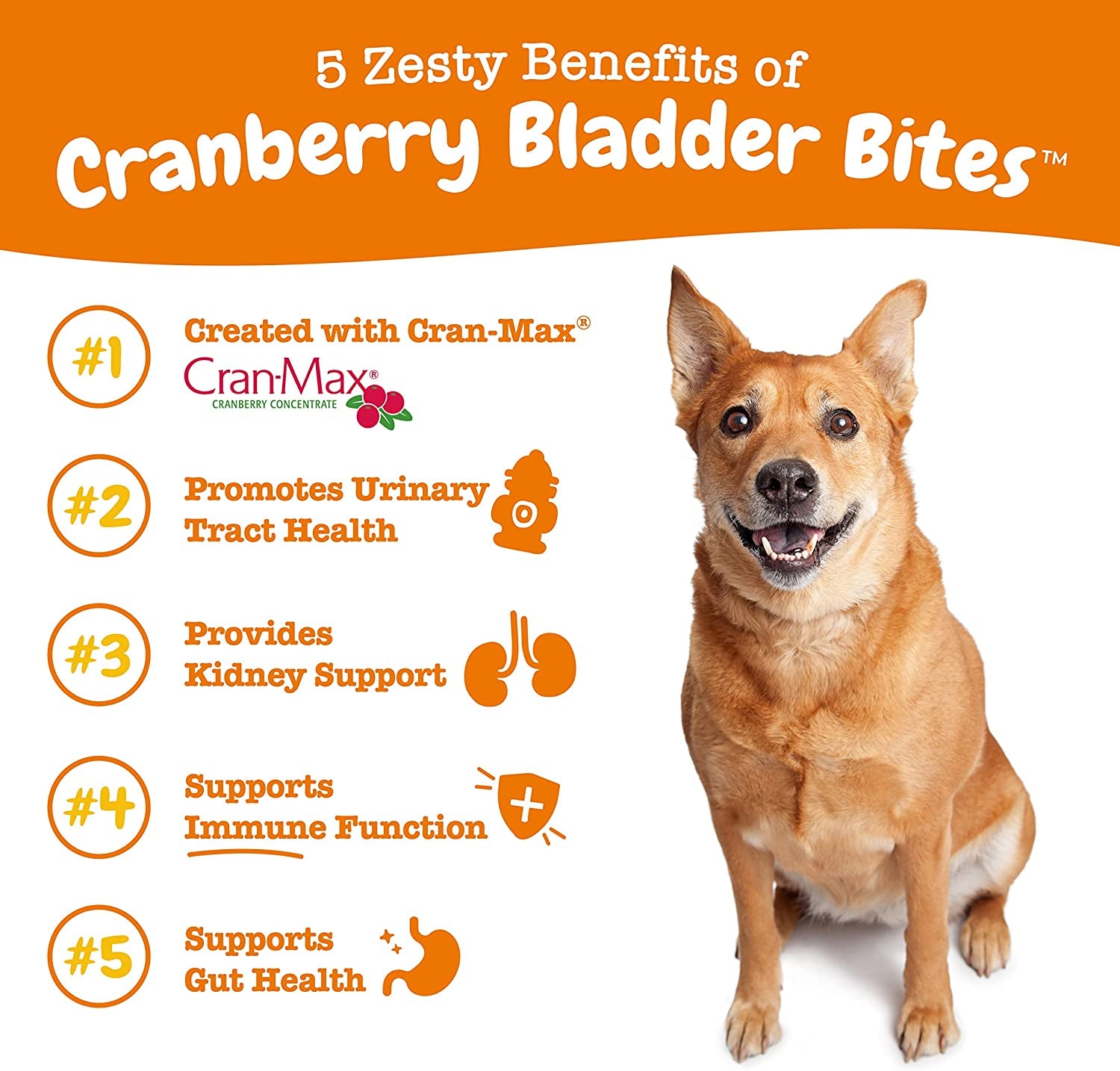 Cranberry Supplement for Dogs - Bladder Control for Dogs - Urinary Tract Support - Cranberry Chews with D-Mannose, Vitamin B6 & L-Arginine - Immune & Gut Support - Bacon - 90 Count