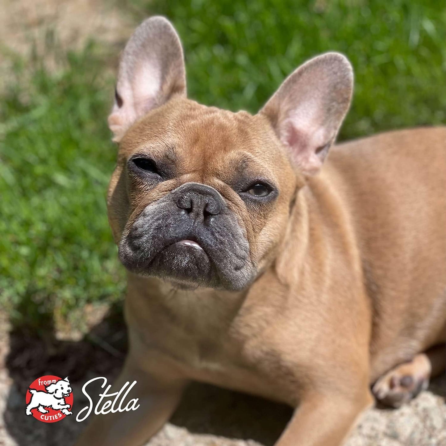 Small Breed Adult Gold Premium Dry Dog Food - Dry Adult Dog Food for Small Breeds - Chicken Recipe - 15 Lb