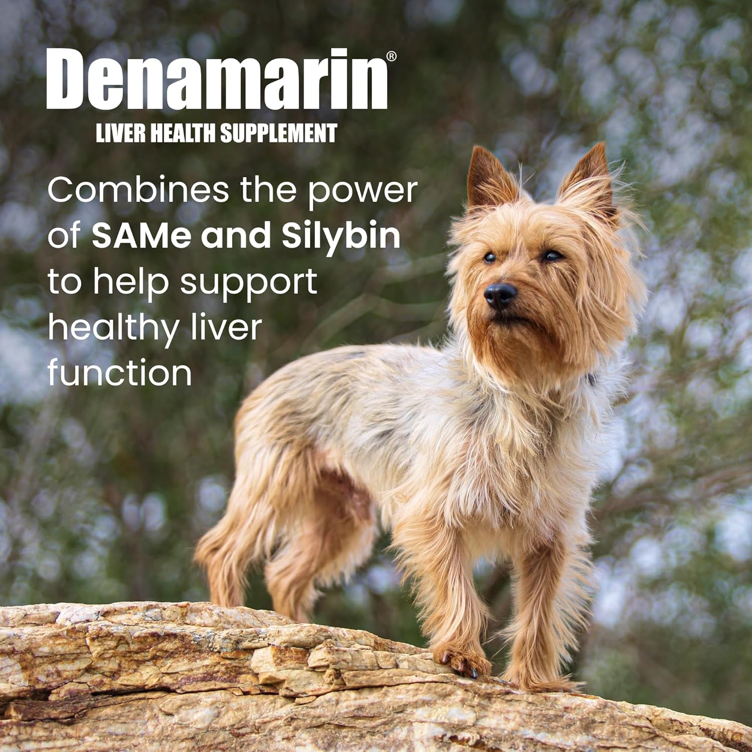Denamarin Liver Health Supplement for Small Dogs and Cats - with S-Adenosylmethionine (Same) and Silybin, 30 Tablets