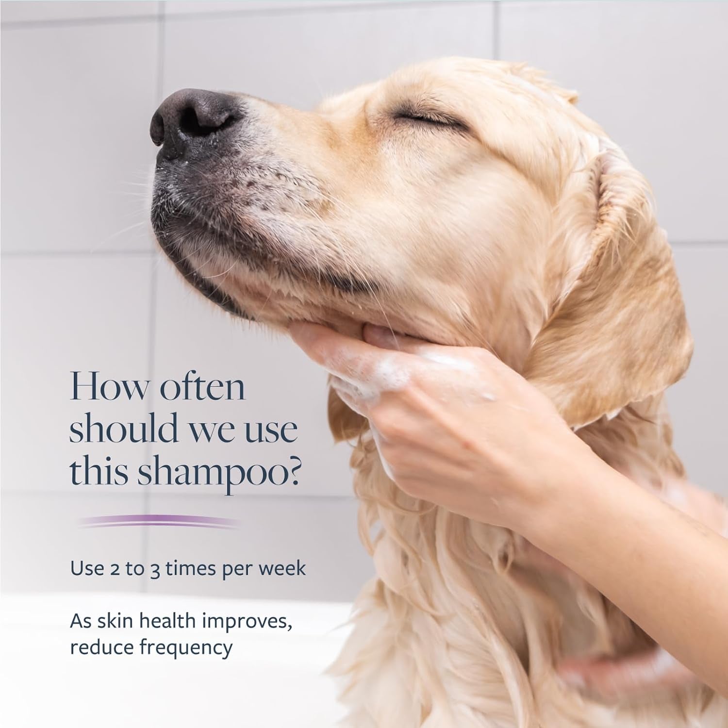 Clinical Care Antiparasitic & Antiseborrheic Medicated Dog Shampoo, 16 Oz – Paraben, Dye, Soap Free – Hydrating and Antifungal Shampoo for Dogs, White