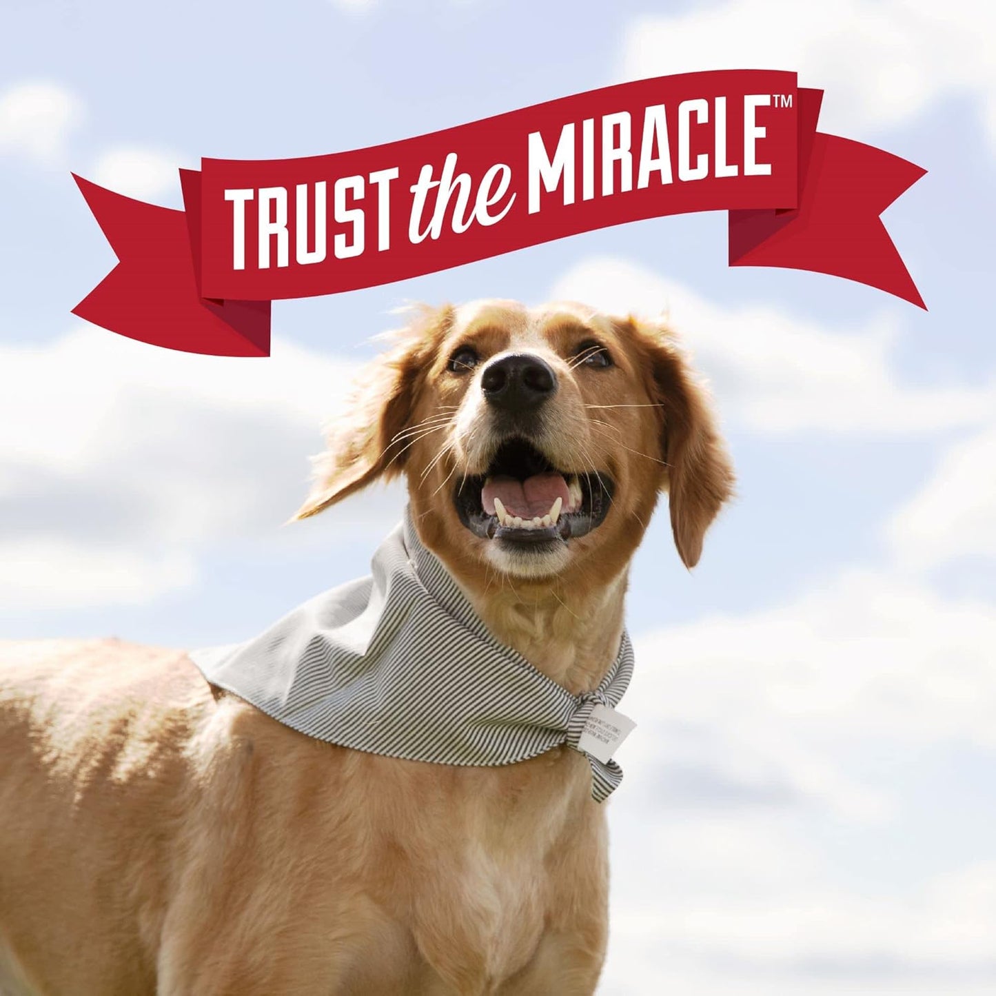 Urine Destroyer plus for Dogs, Enzymatic Formula for Severe Dog Urine Stains, 1 Gal