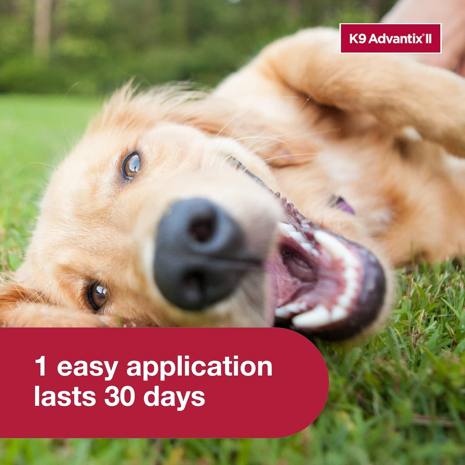 II Large Dog Vet-Recommended Flea, Tick & Mosquito Treatment & Prevention | Dogs 21 - 55 Lbs. | 4-Mo Supply