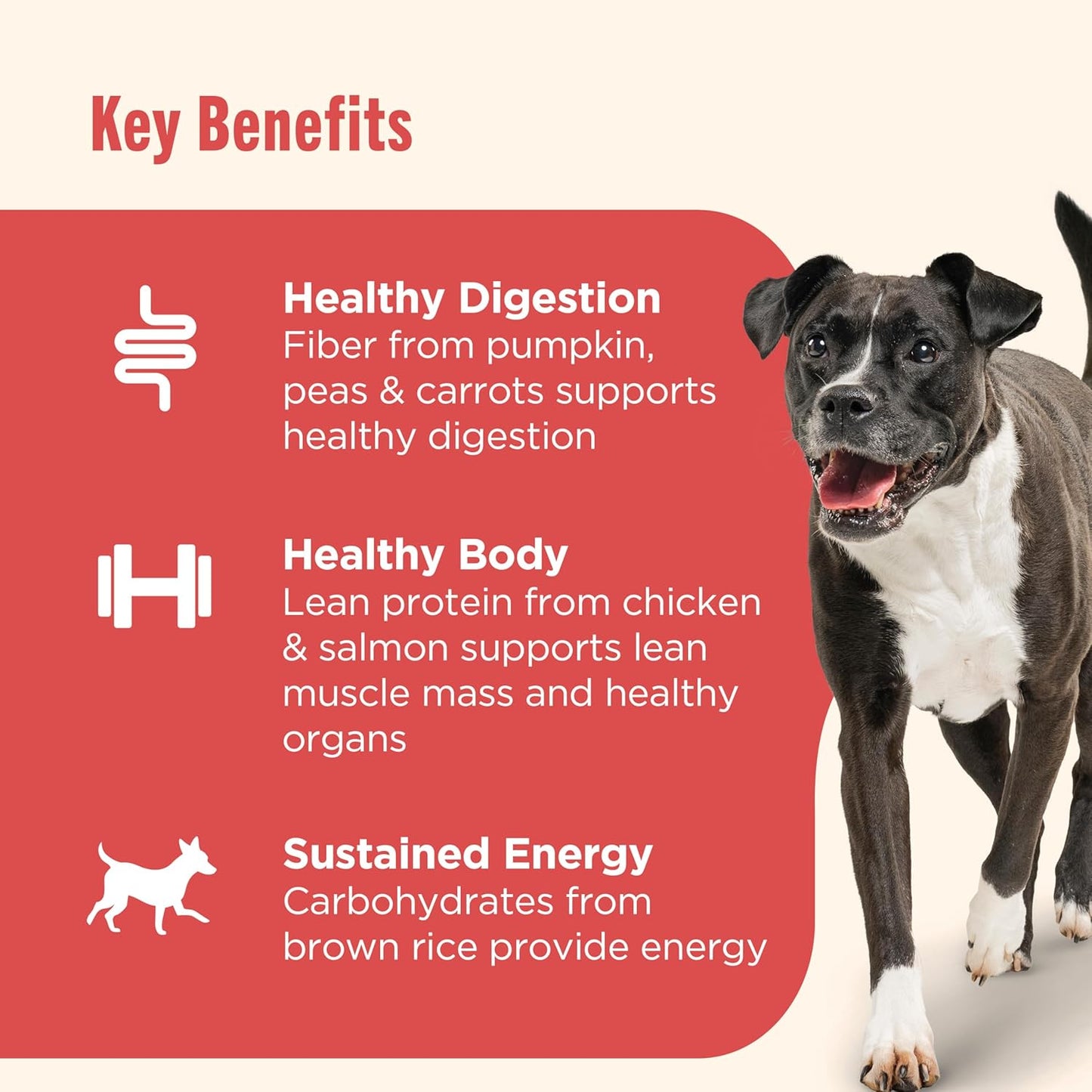 Gentle Digestion Premium Paté Wet Dog Food, Real Chicken, Pumpkin & Salmon Recipe, 13 Oz. Can, 12 Count (Rachael Ray)