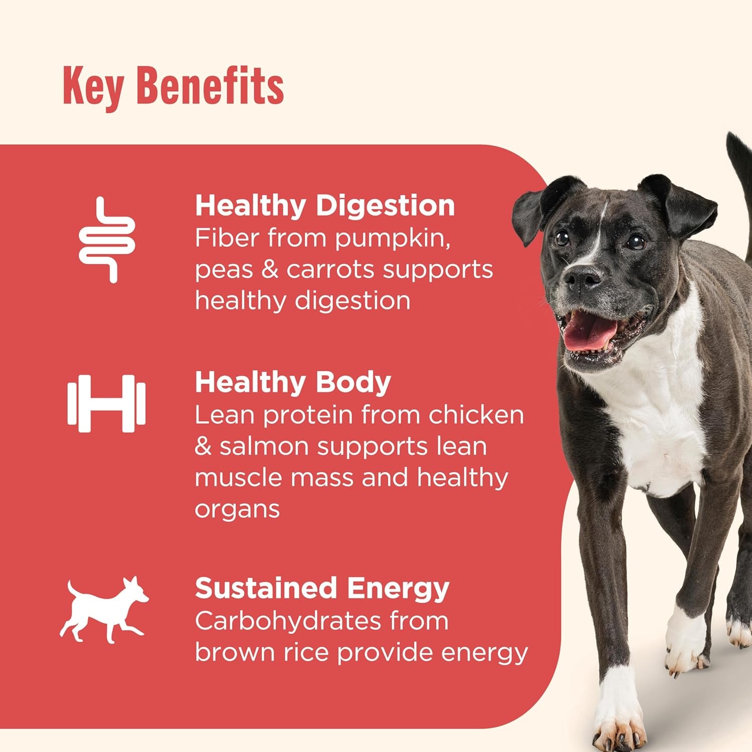 Gentle Digestion Premium Paté Wet Dog Food, Real Chicken, Pumpkin & Salmon Recipe, 13 Oz. Can, 12 Count (Rachael Ray)