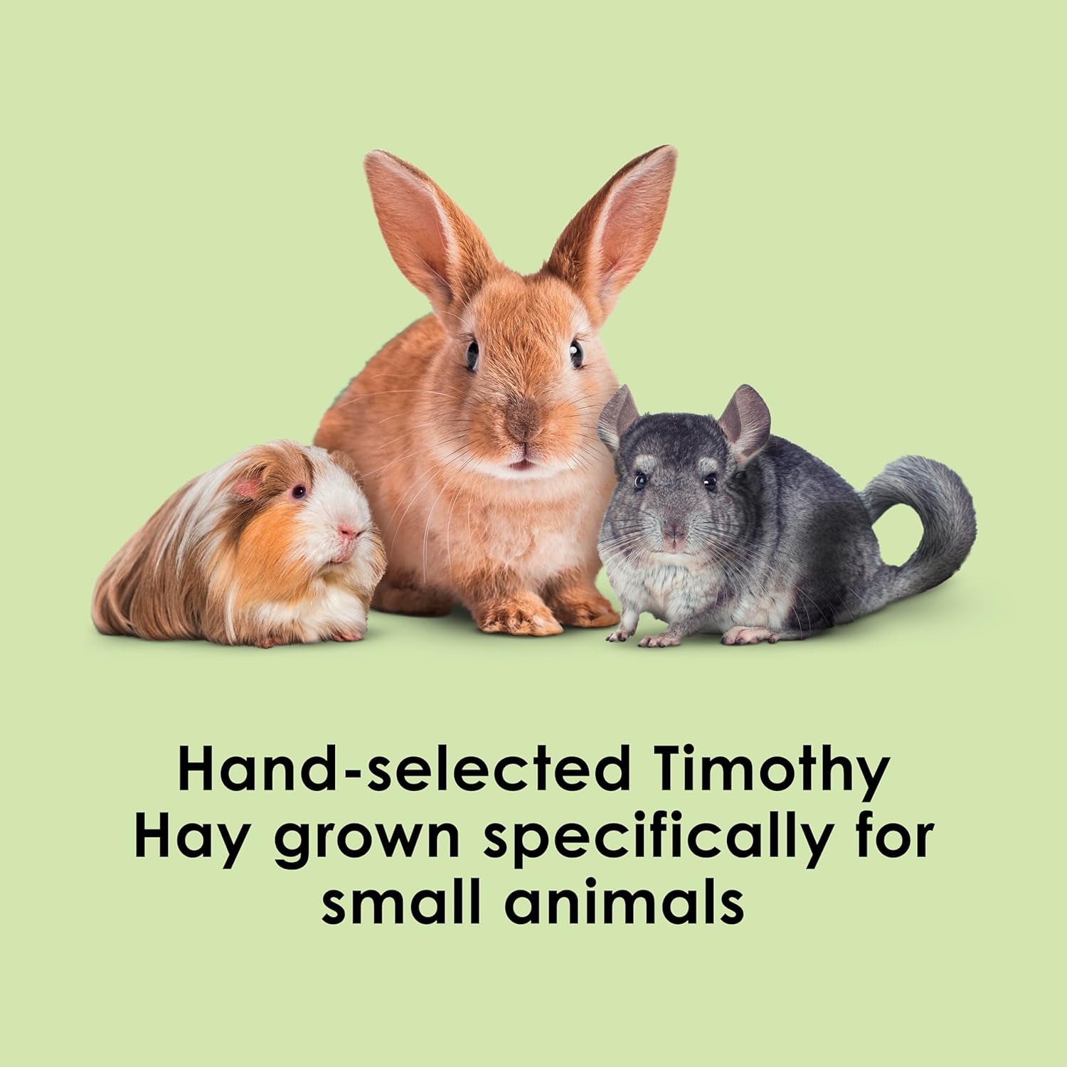 All Natural Timothy Hay for Guinea Pigs, Rabbits & Other Small Animals, 12 Pound