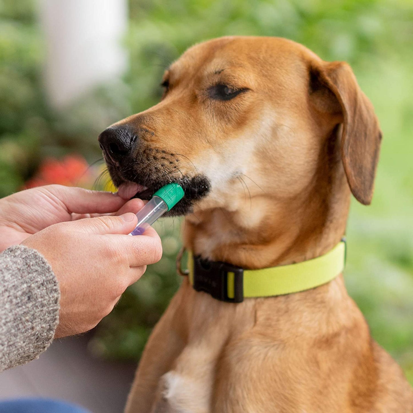 Breed Identification Kit - Most Accurate Dog DNA Testing Kit - 99% Breed Ancestry Accuracy for Mixed Breed Dogs - plus Relative Finder & Family Tree