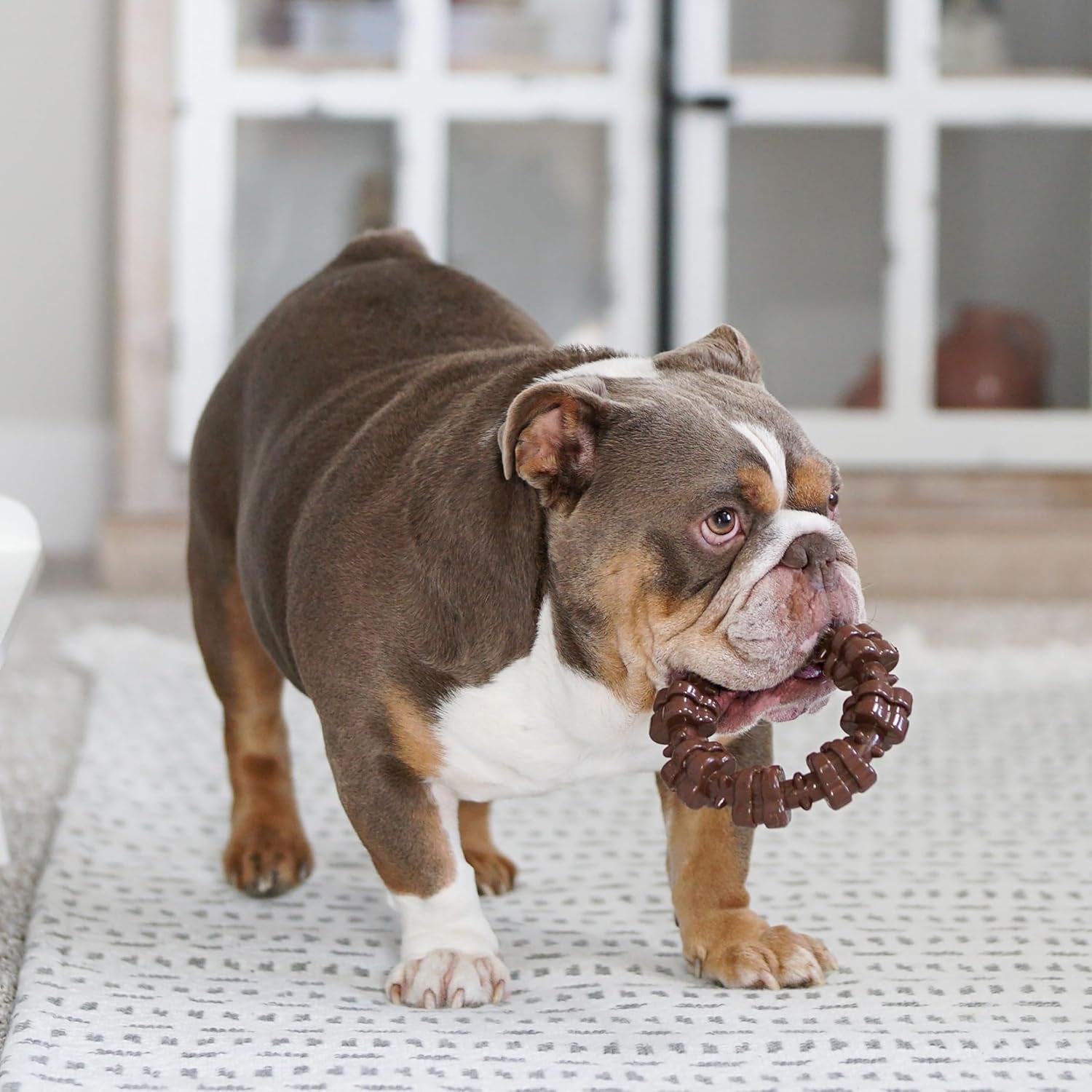 Textured Ring Power Chew Toy for Large Dogs, Durable Dog Toys for Aggressive Chewers, Strong Dog Chew Bones to Keep Them Busy, Flavor Medley, X-Large - 50+ Lbs, 1 Count